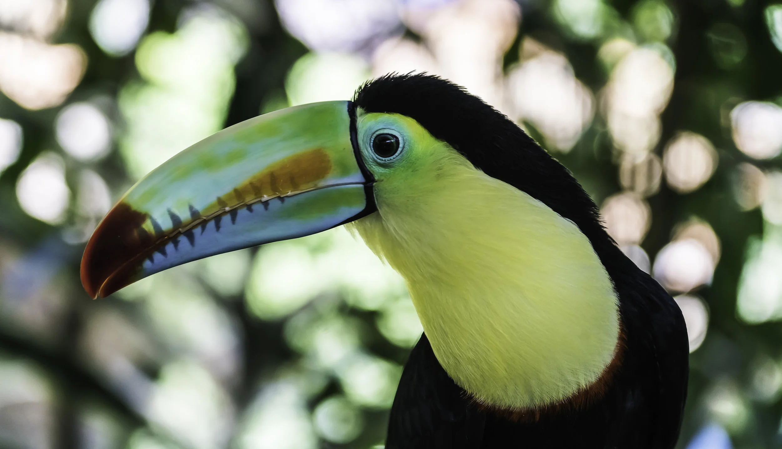 Rainbow Toucan