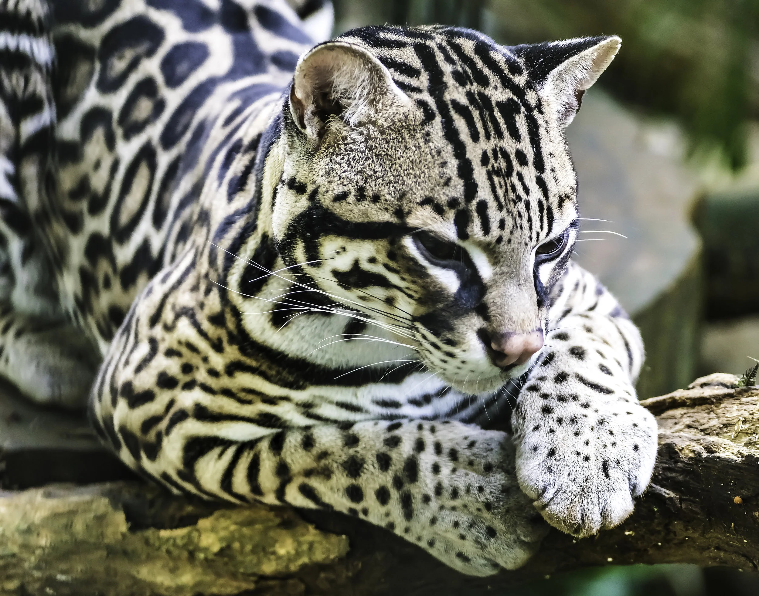 Ocelot, Costa Rica