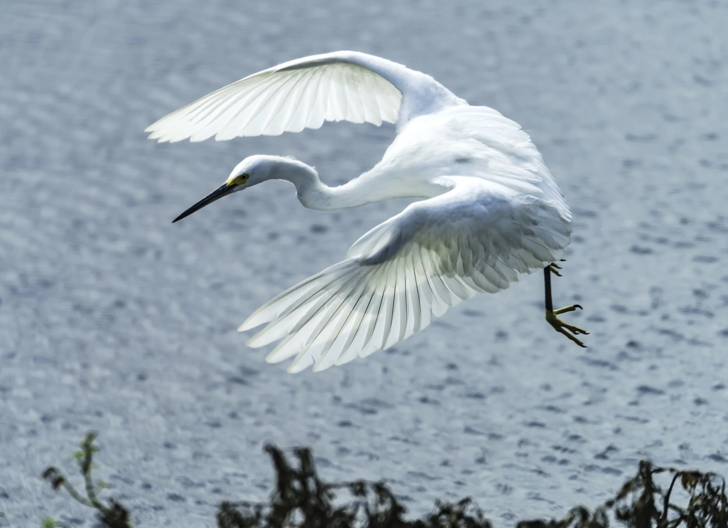 Flying Great Egret