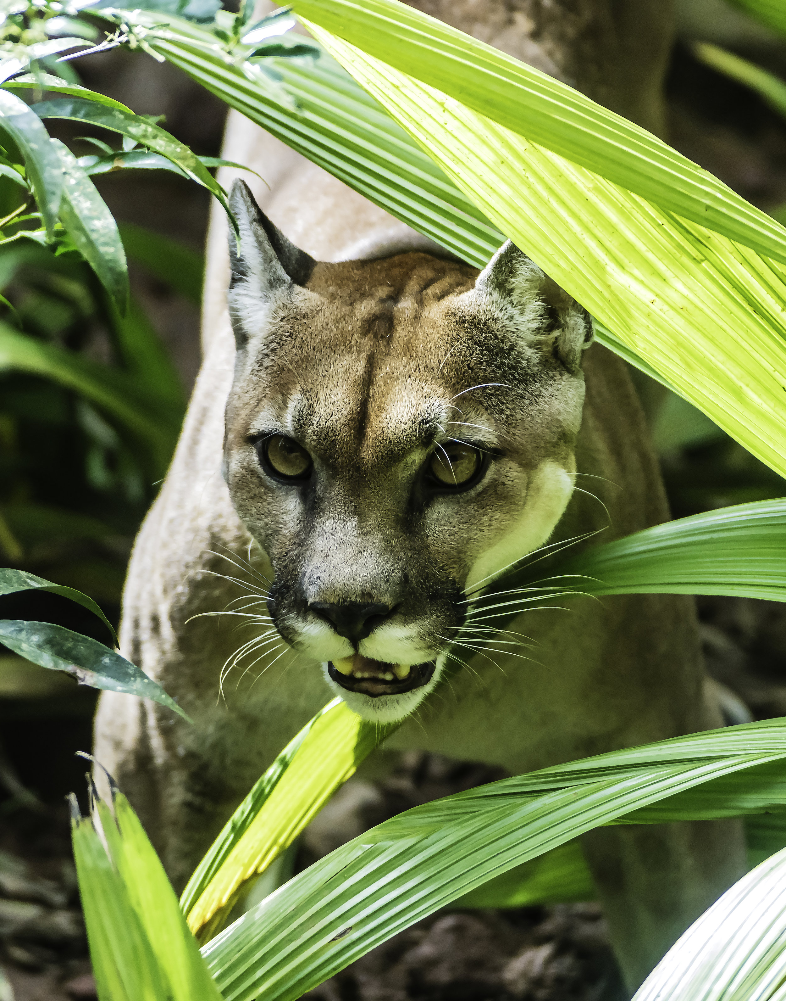 Puma in Foliage
