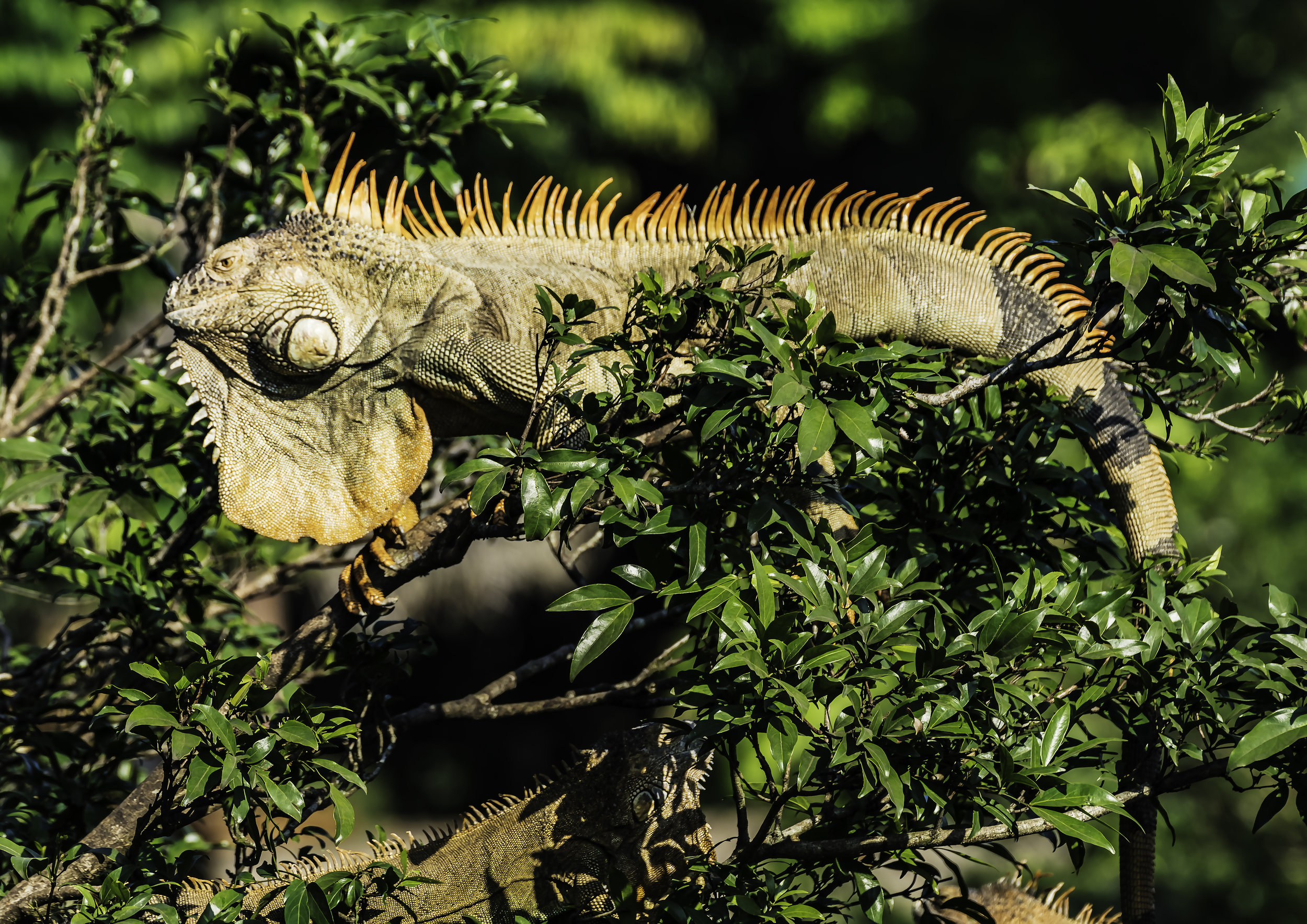 Costa Rican Iguana (4 feet+)