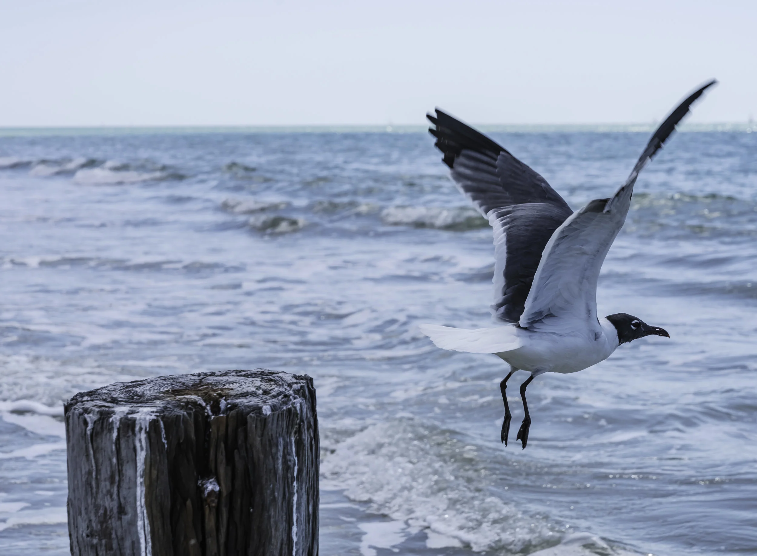 Gull flying from Piling when photographer approached