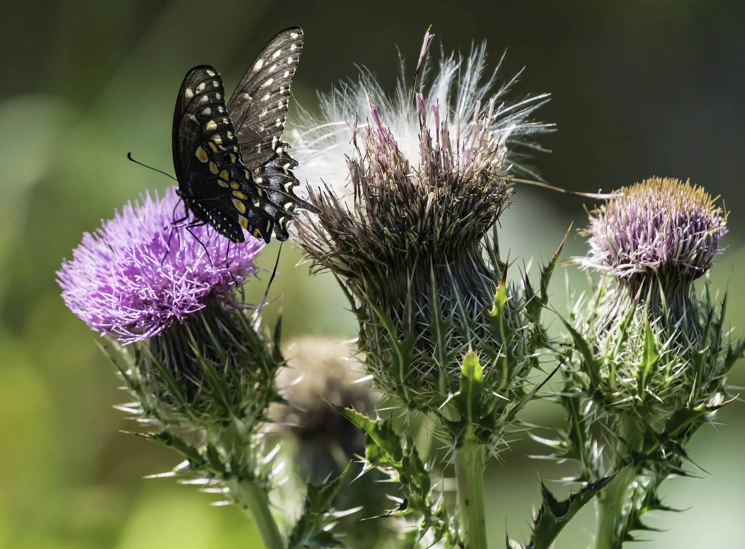 Thistles and Butterfly.jpg