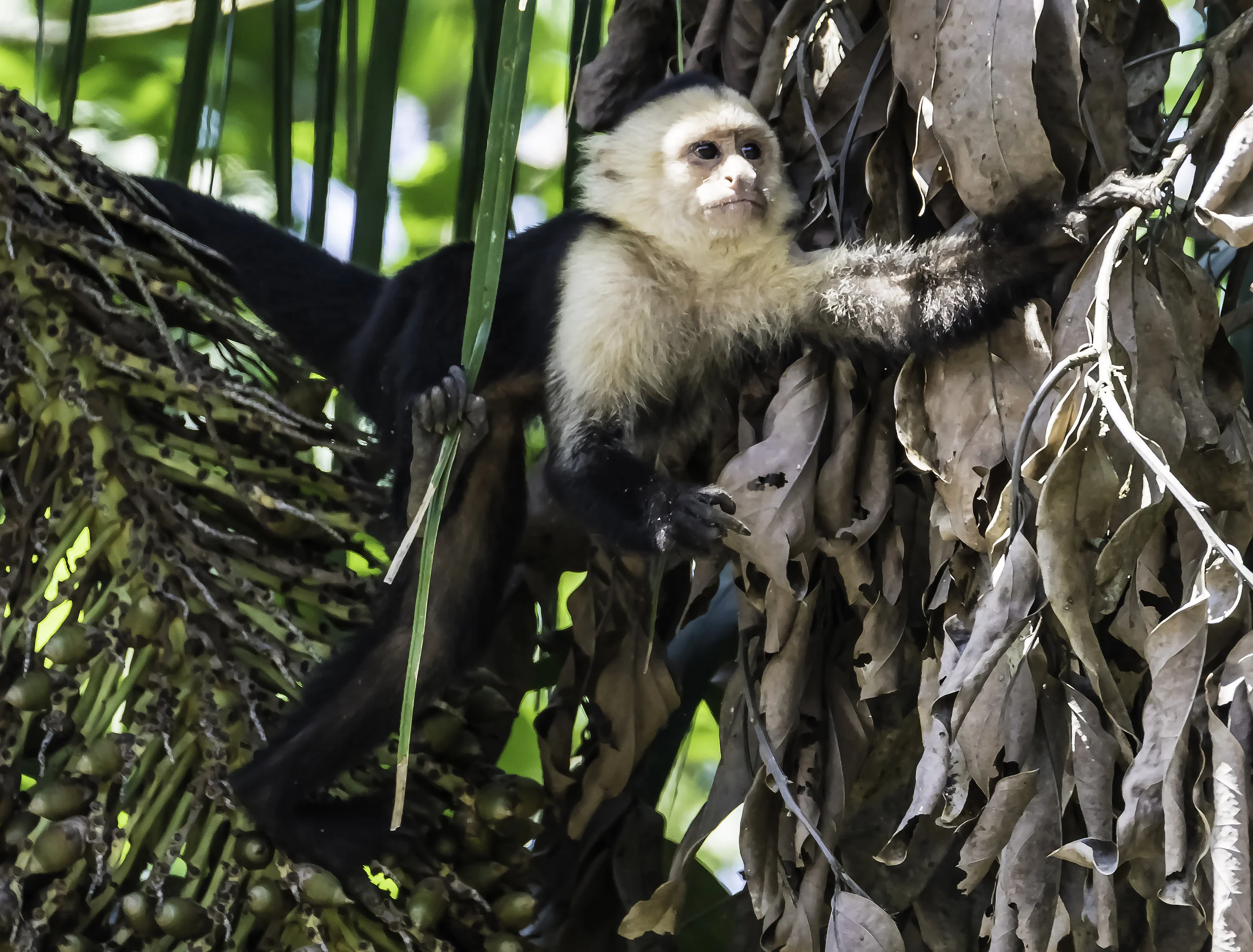 White Faced Cupuchine Monkey