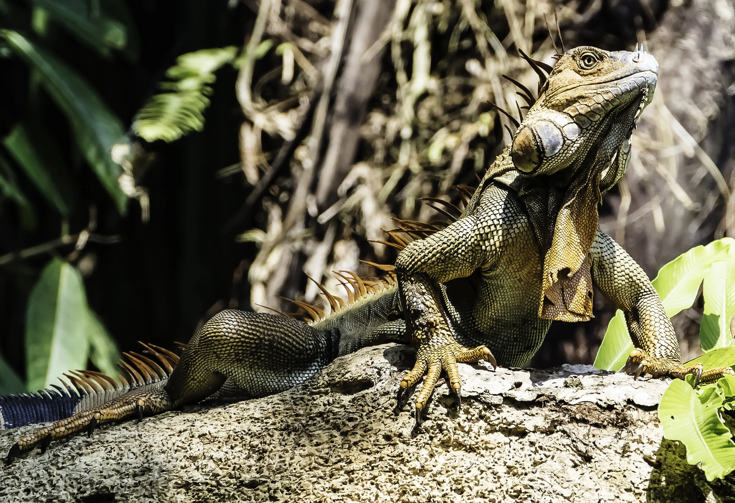 "Gentleman" Iguana (3 feet long)