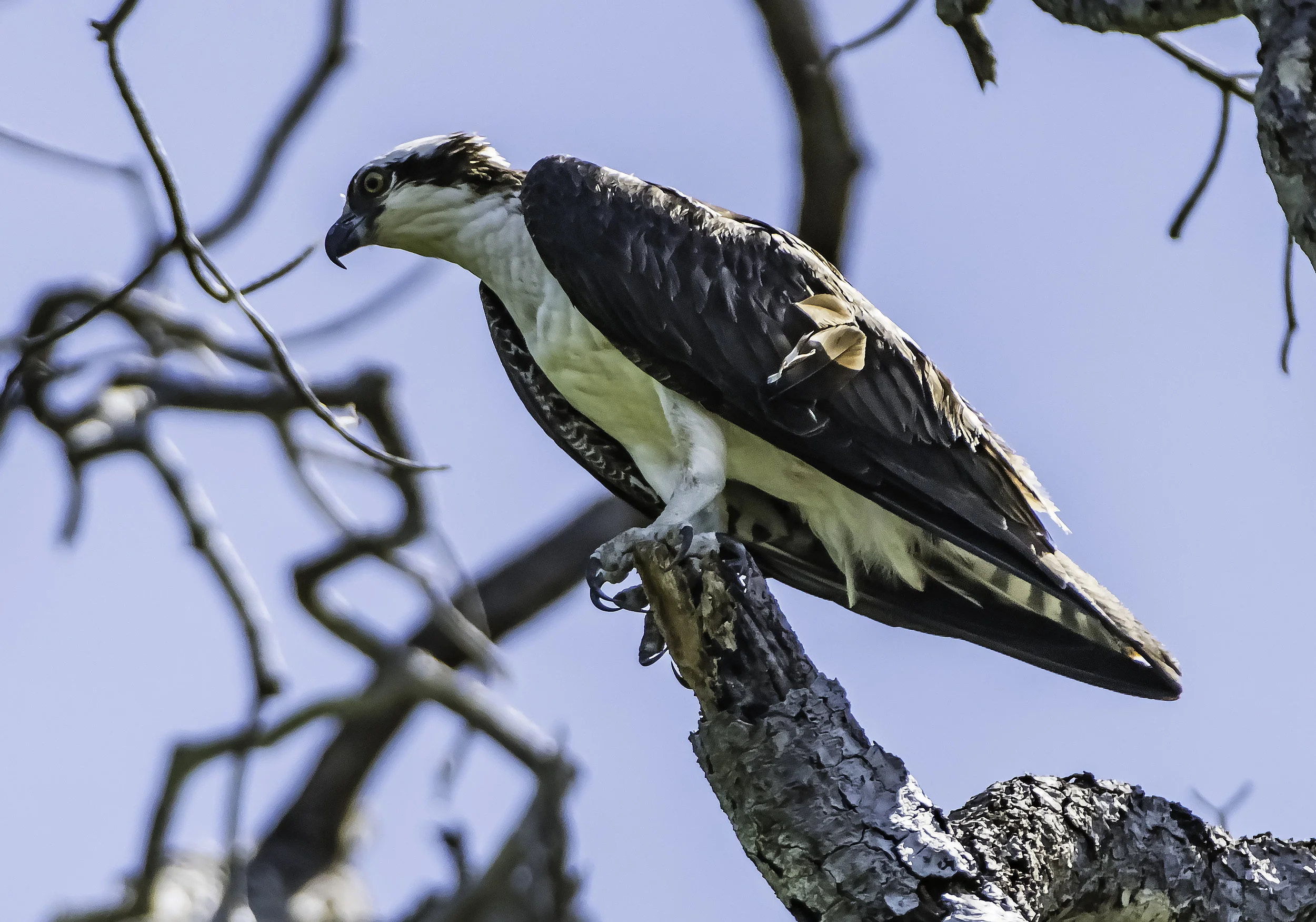 Fisheagle, or Osprey