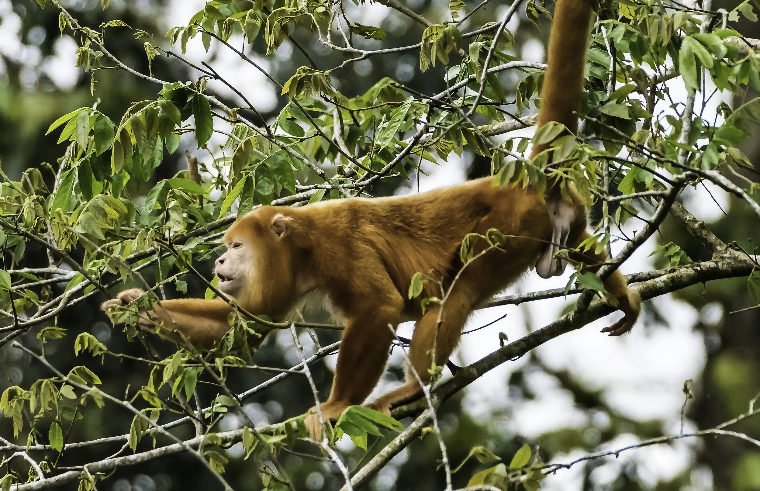 Variant of Howler Monkey