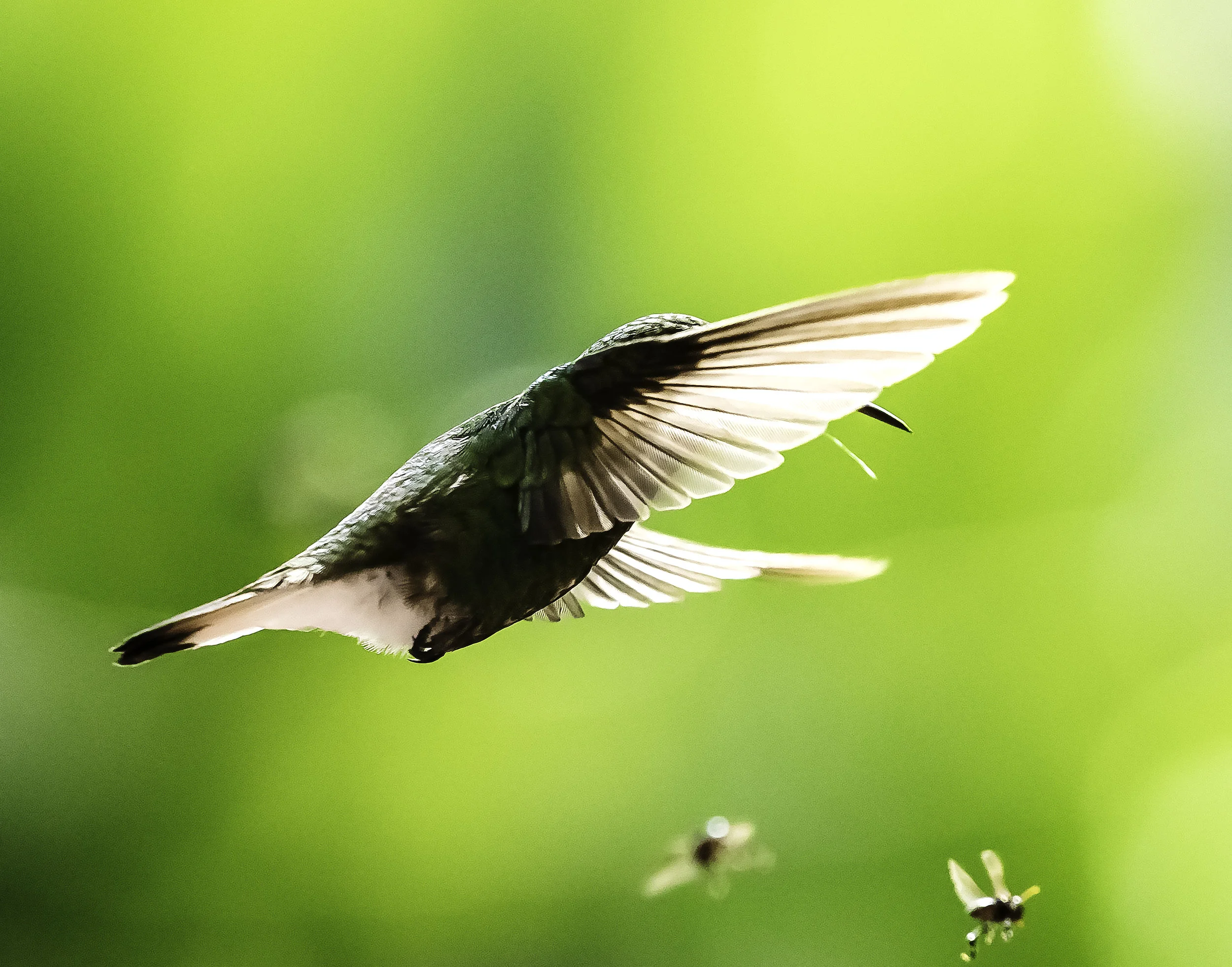 Flying Hummingbird