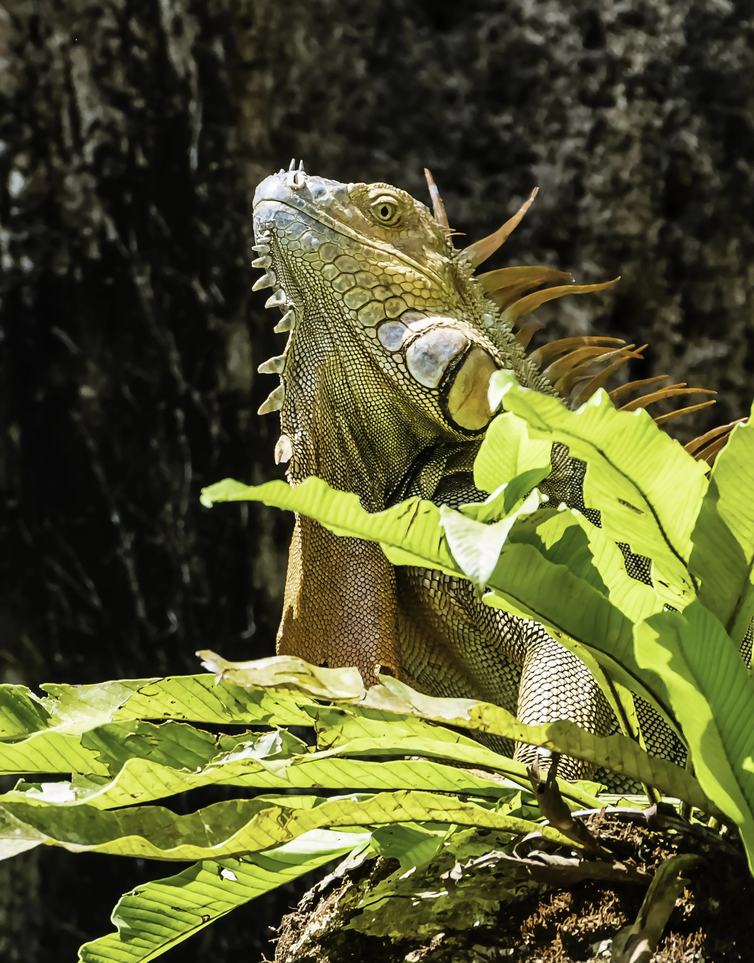 Sitting Iguana