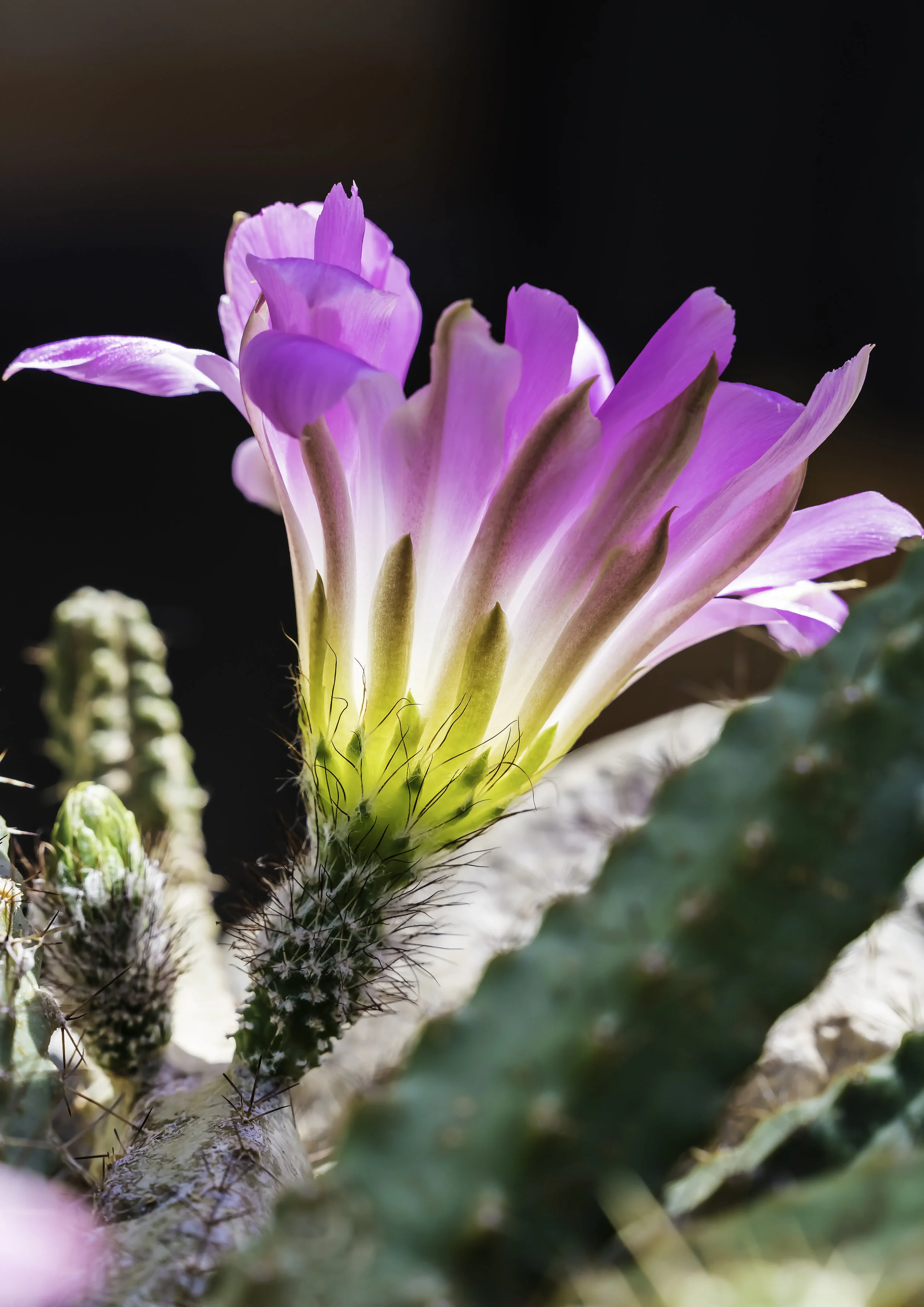 A cactus flower