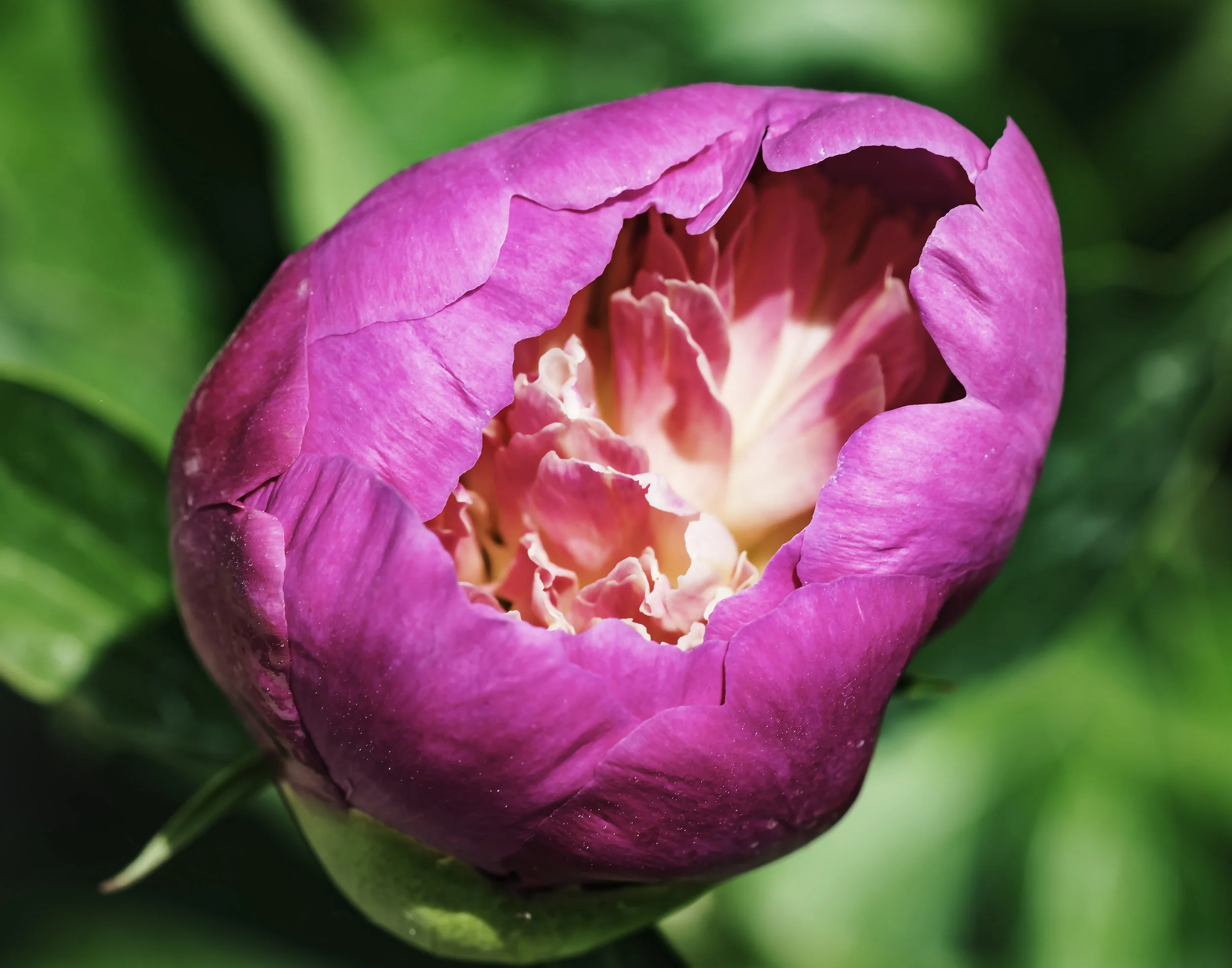 Opening Peony