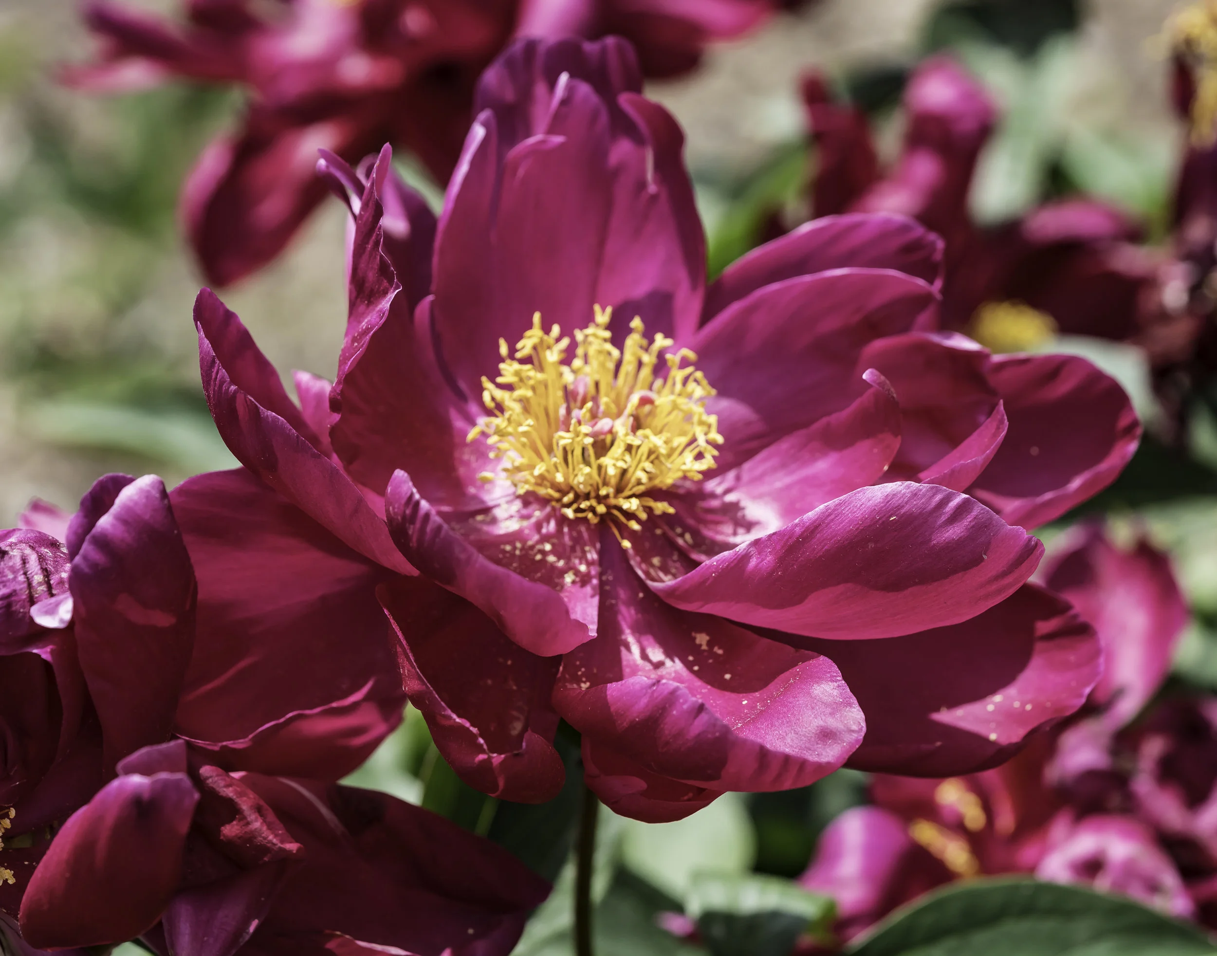 Dark Red Peony.jpg