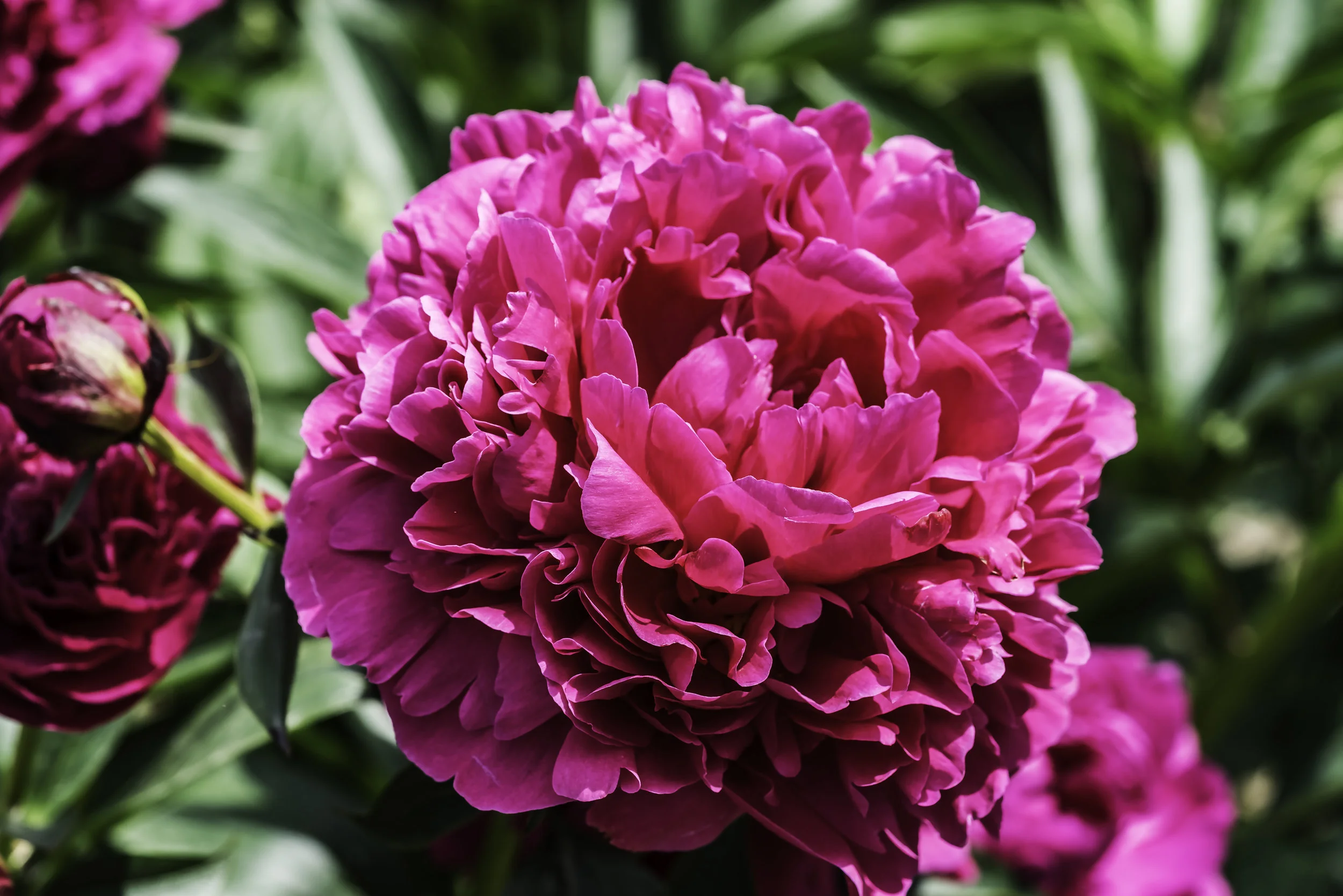 Scarlet Peony.jpg