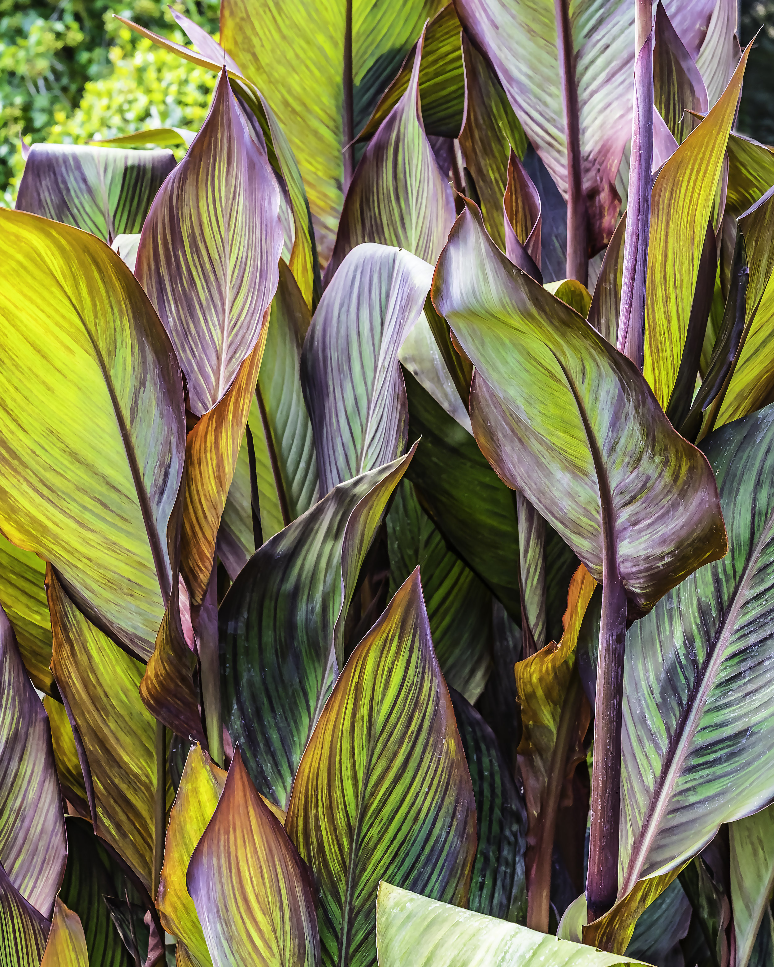 A Riot of Canna Lilly Leaves