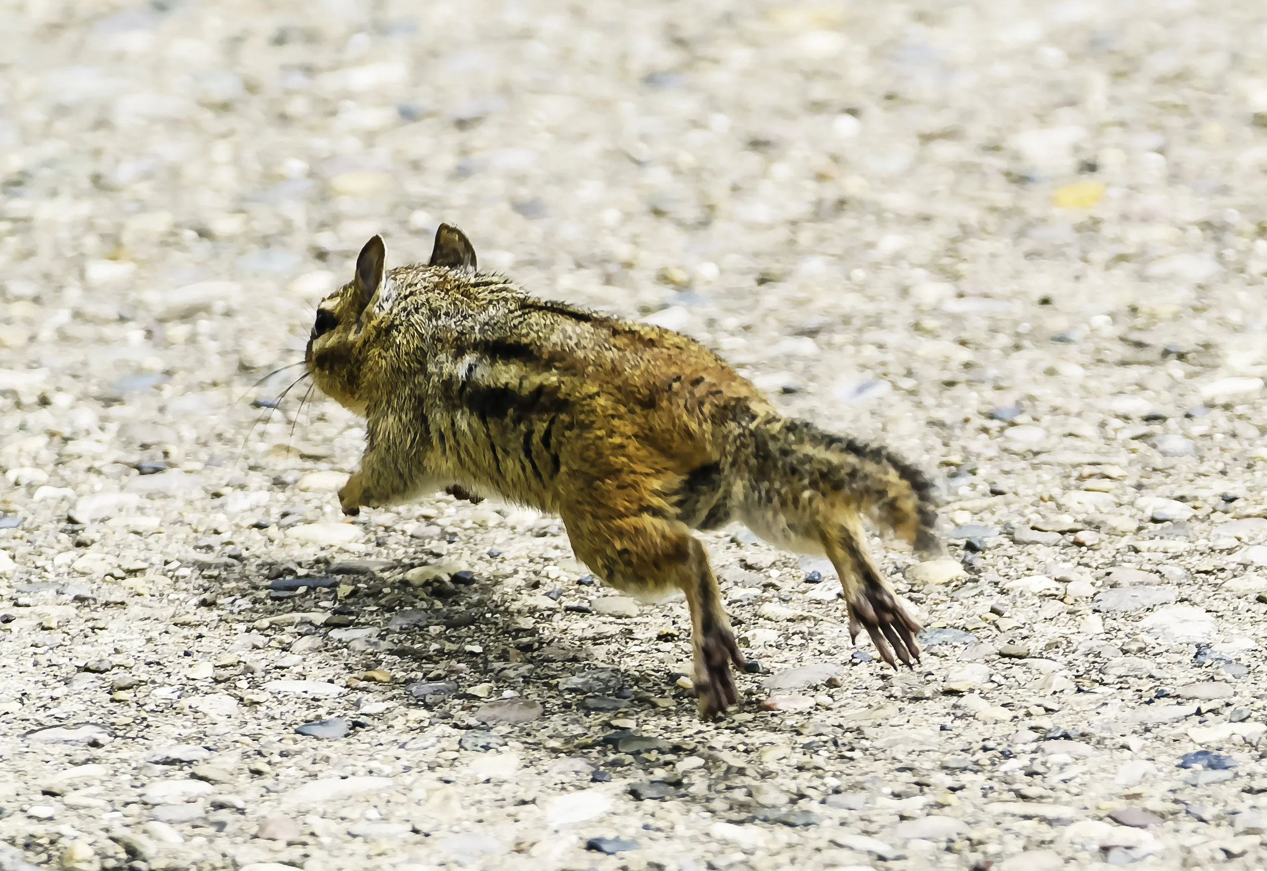 Chipmunk in Flight