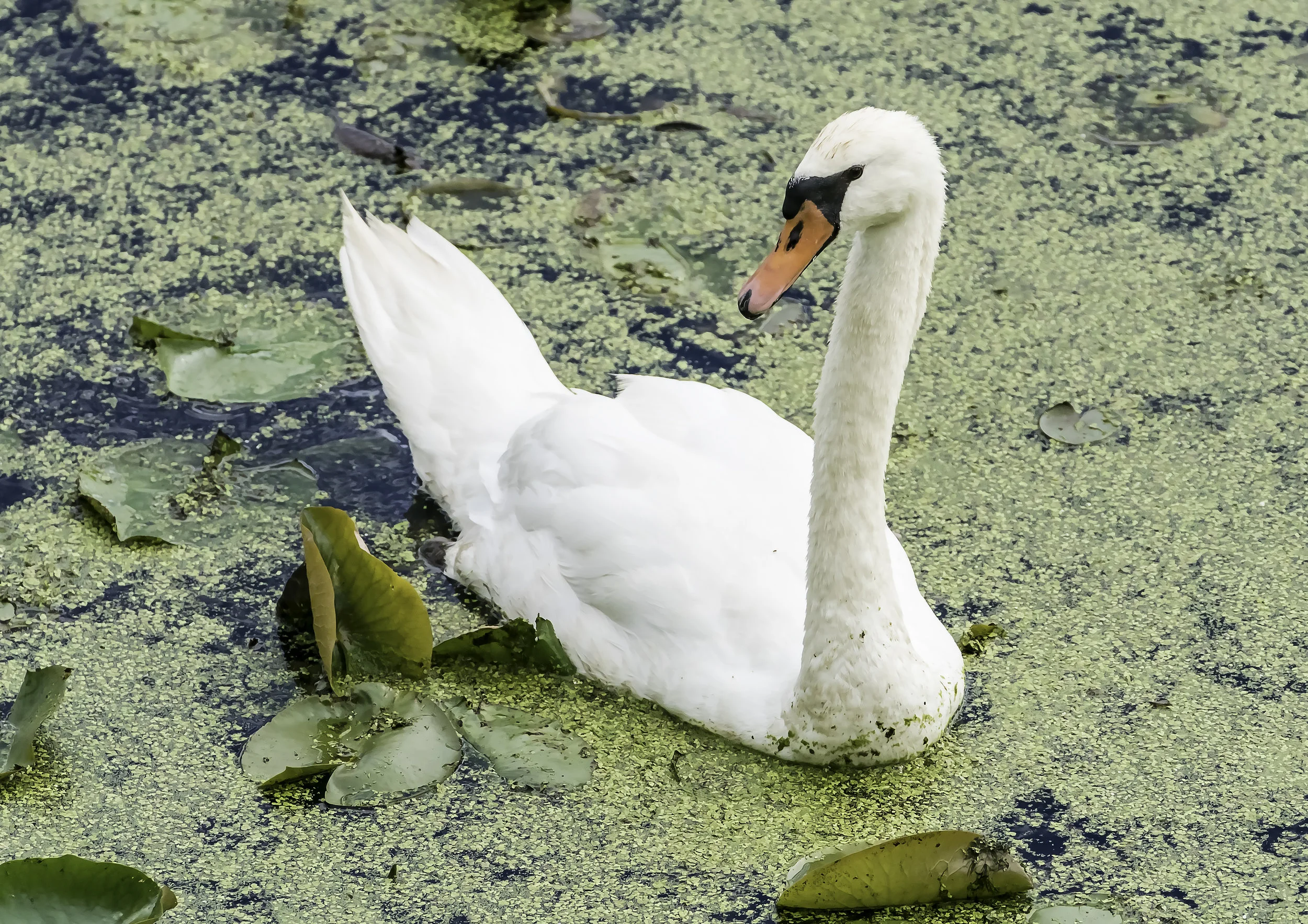 Papa Swan