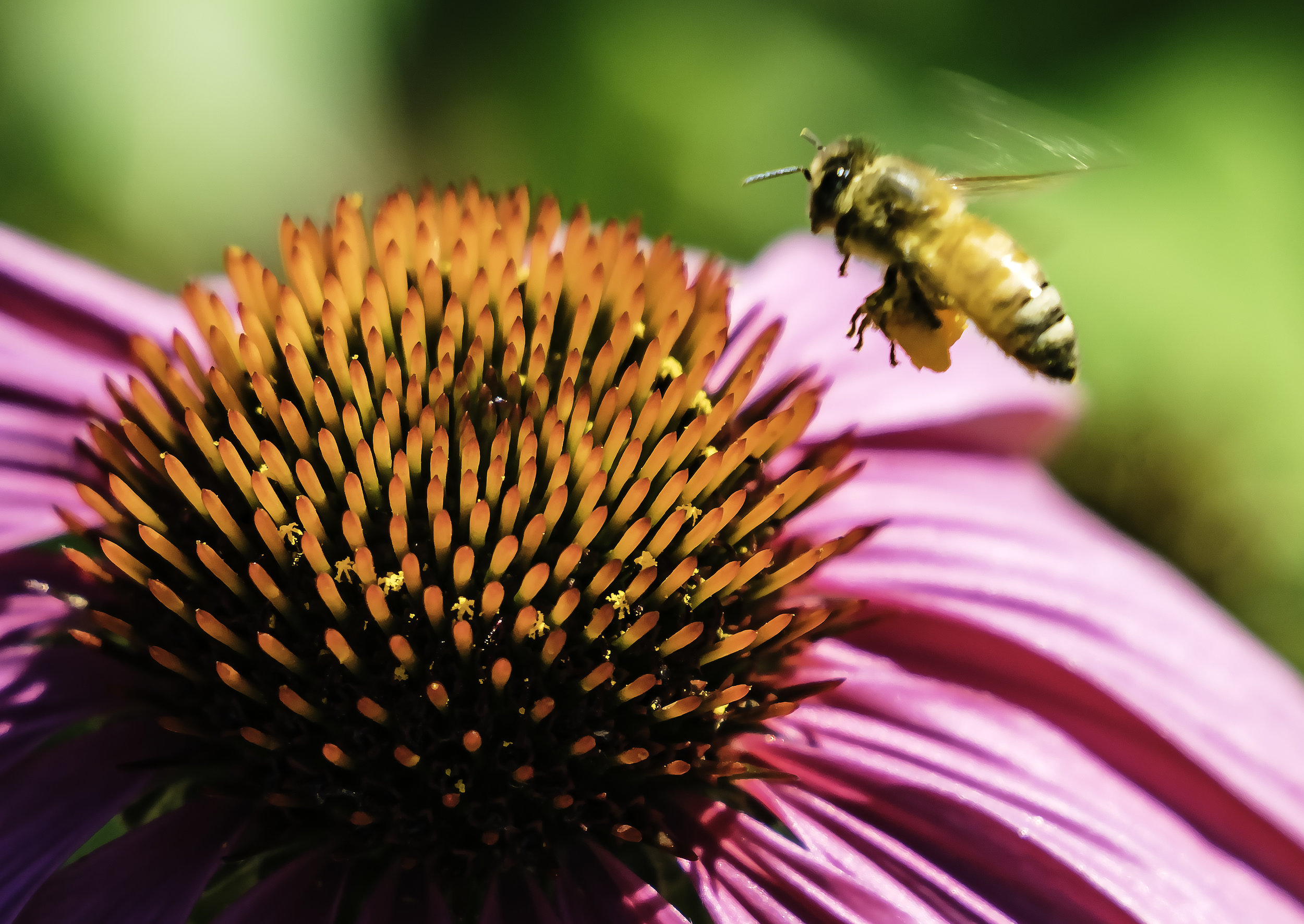 Bee ZGathering Pollin from a coneflower.jpg
