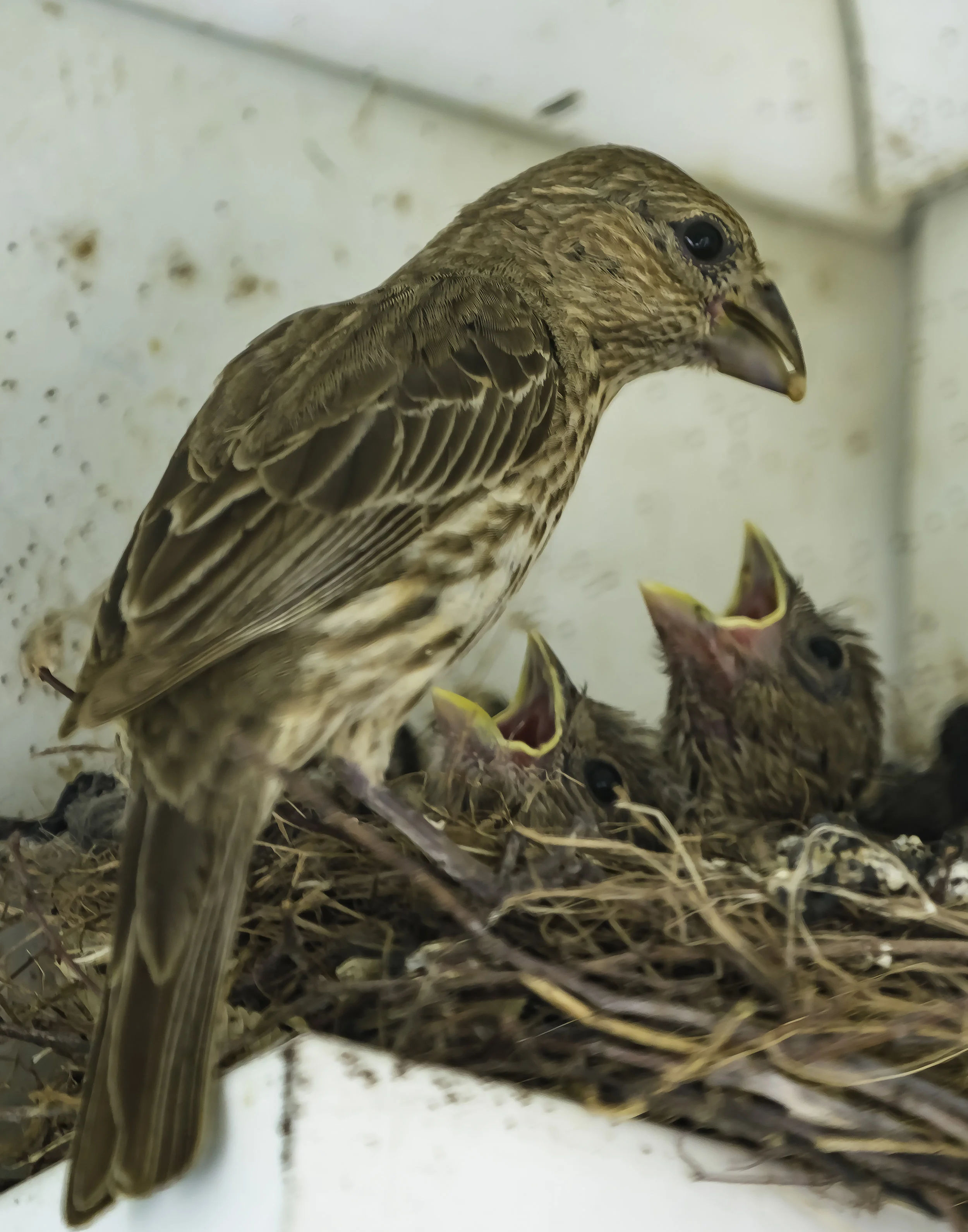House Finch (?) feeding its chicks