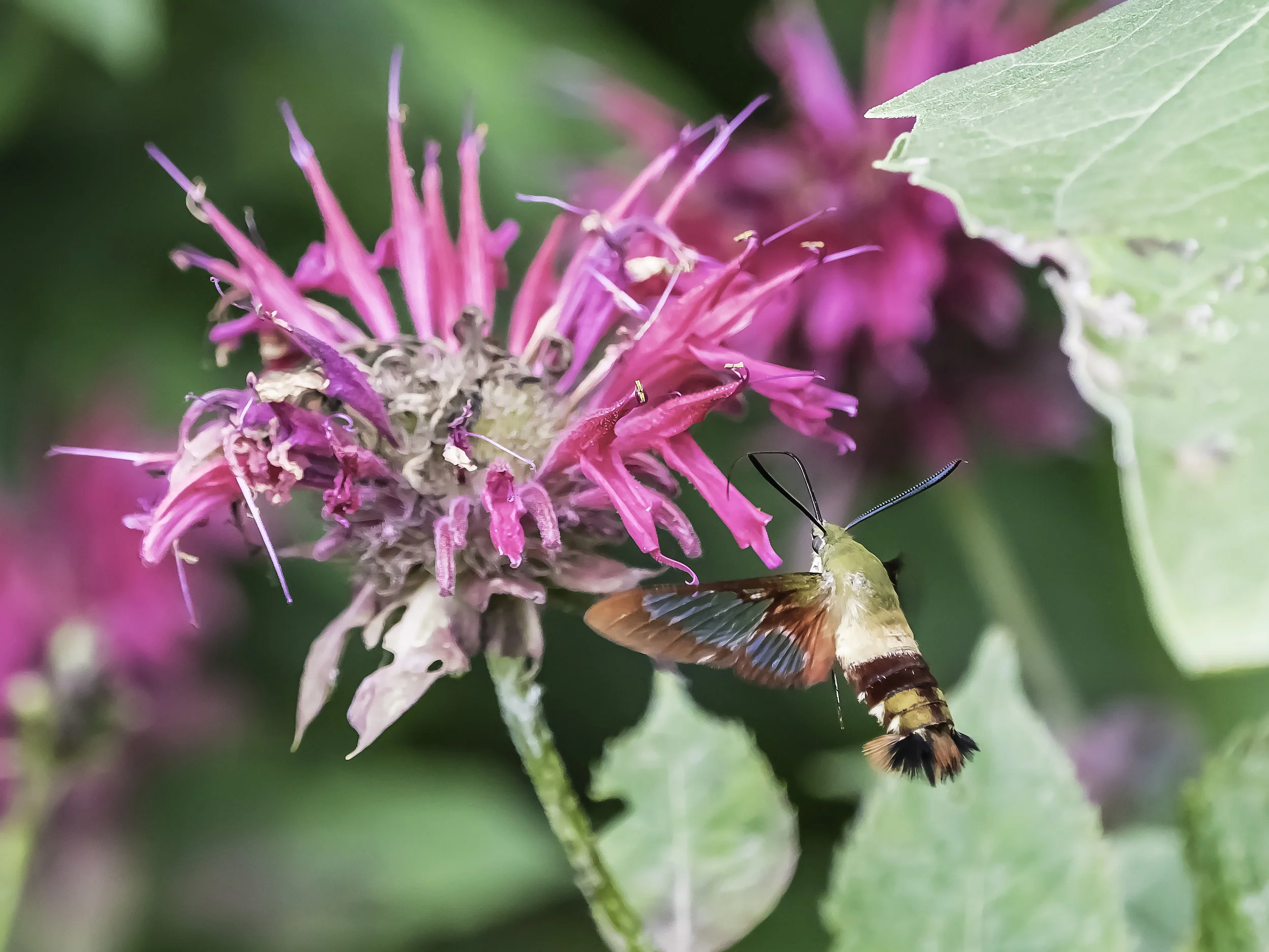 Hummingbird Moth in Flight