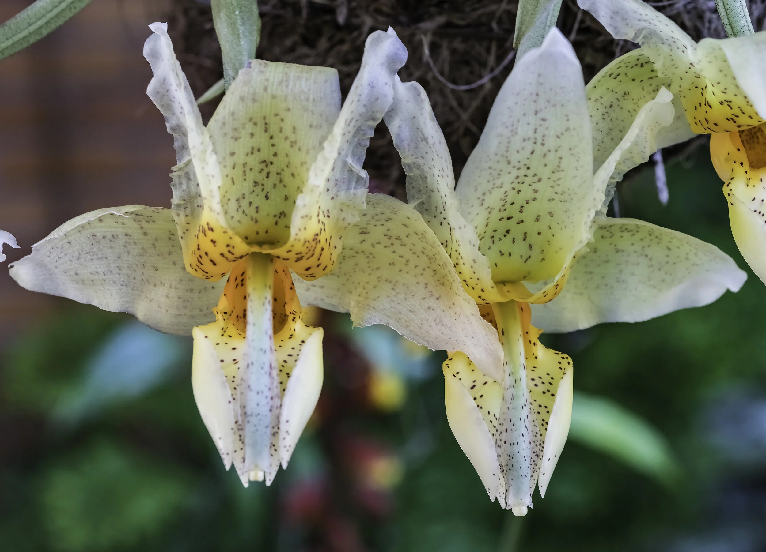 Stanhopea orchids