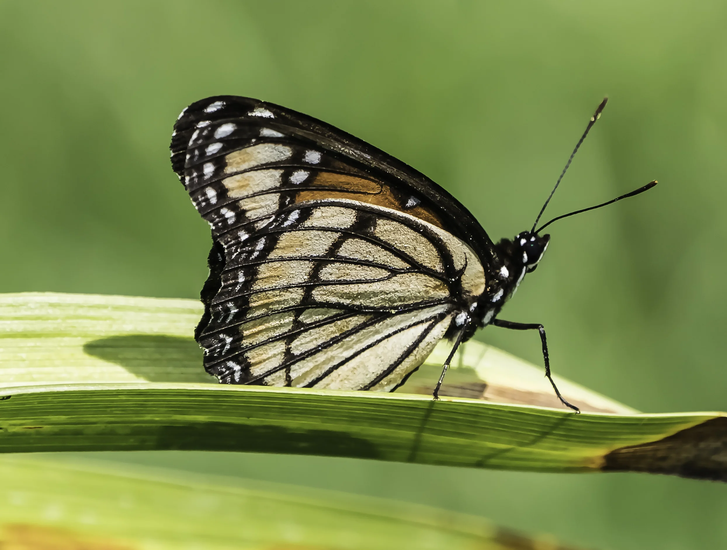 Monarch butterfly
