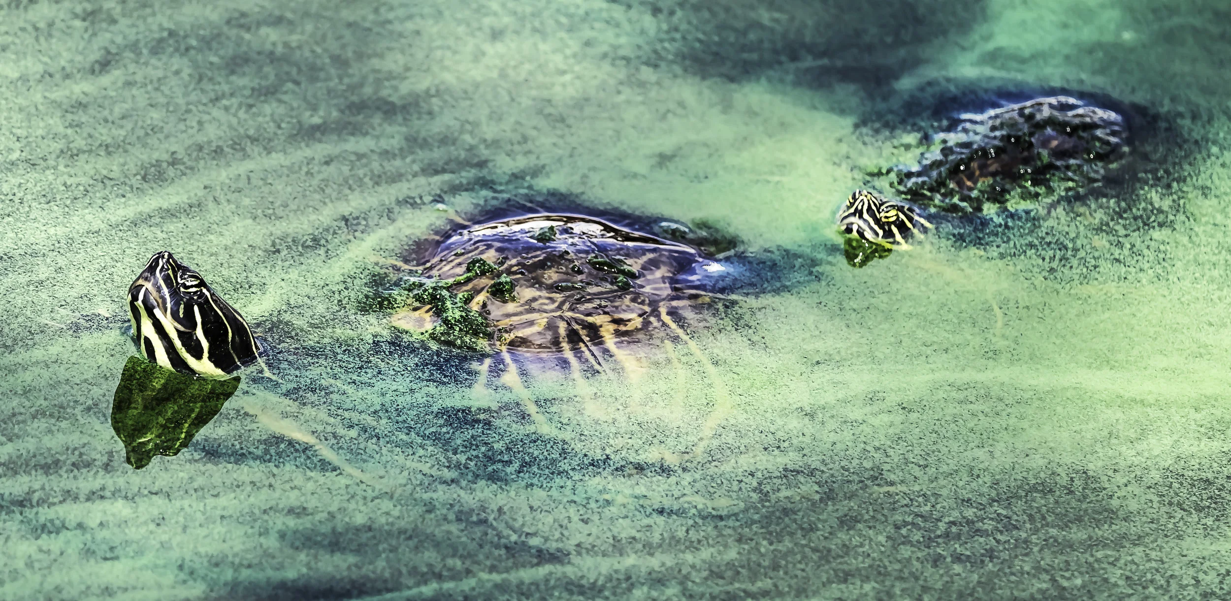 Two turtles swimming in algae water