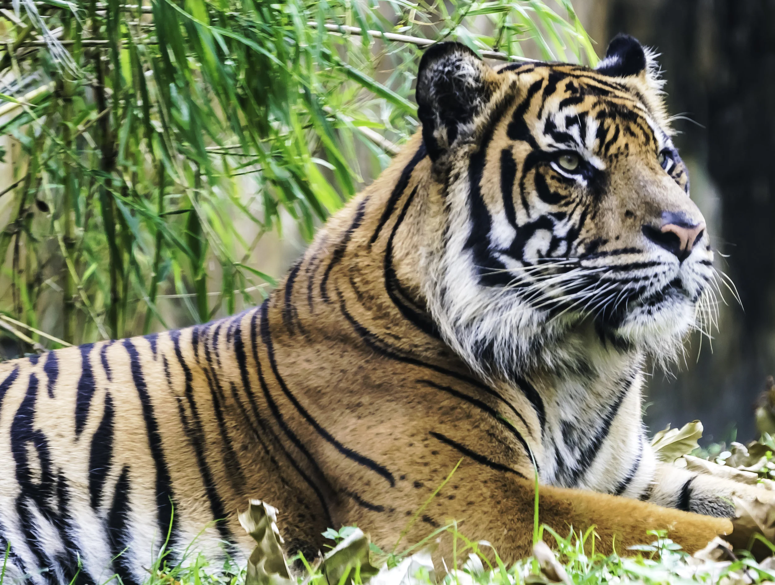 Tiger (Animal Kingdom, Disney)