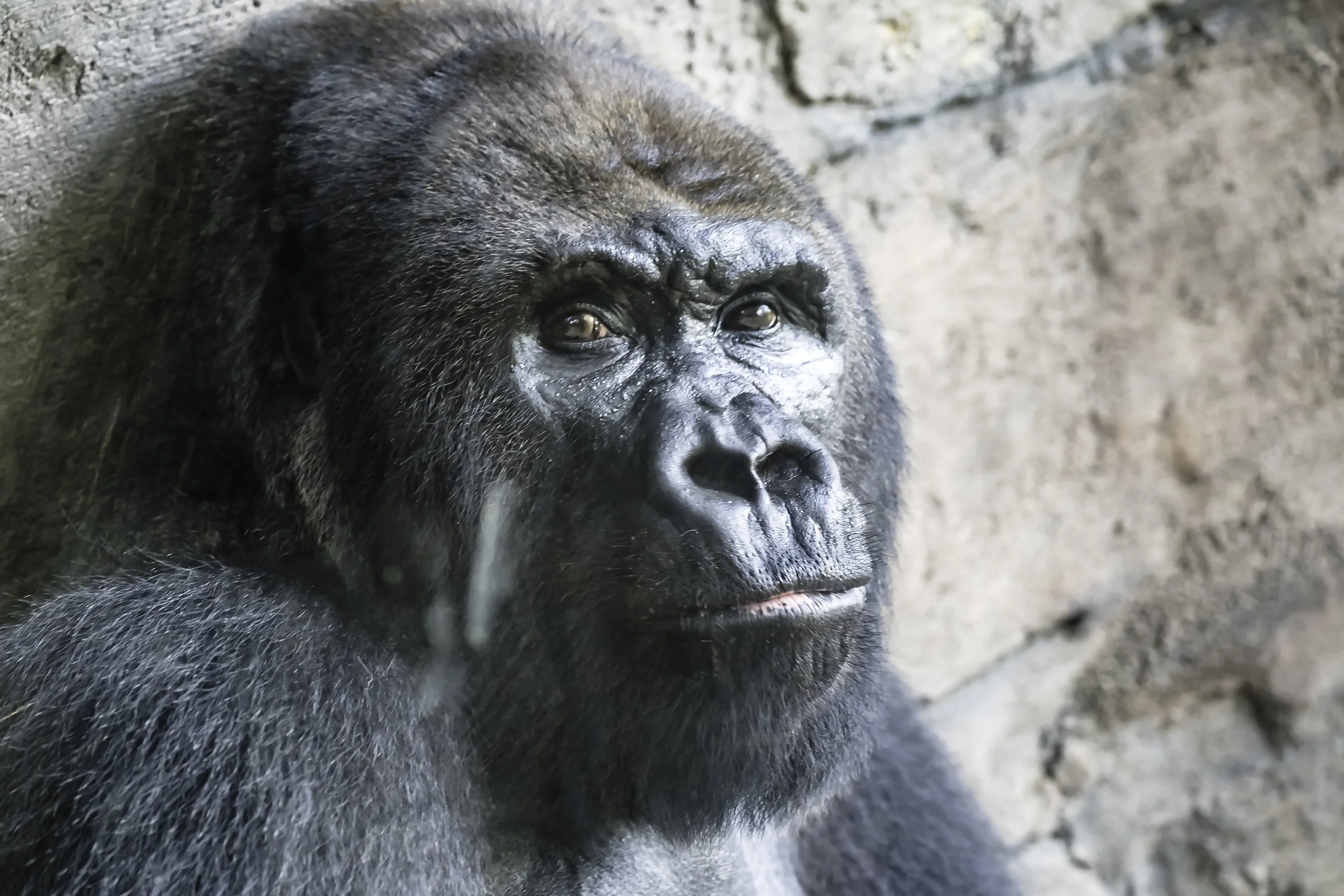 Portrait of a Gorilla (Animal Kingdom, Disneyworld)