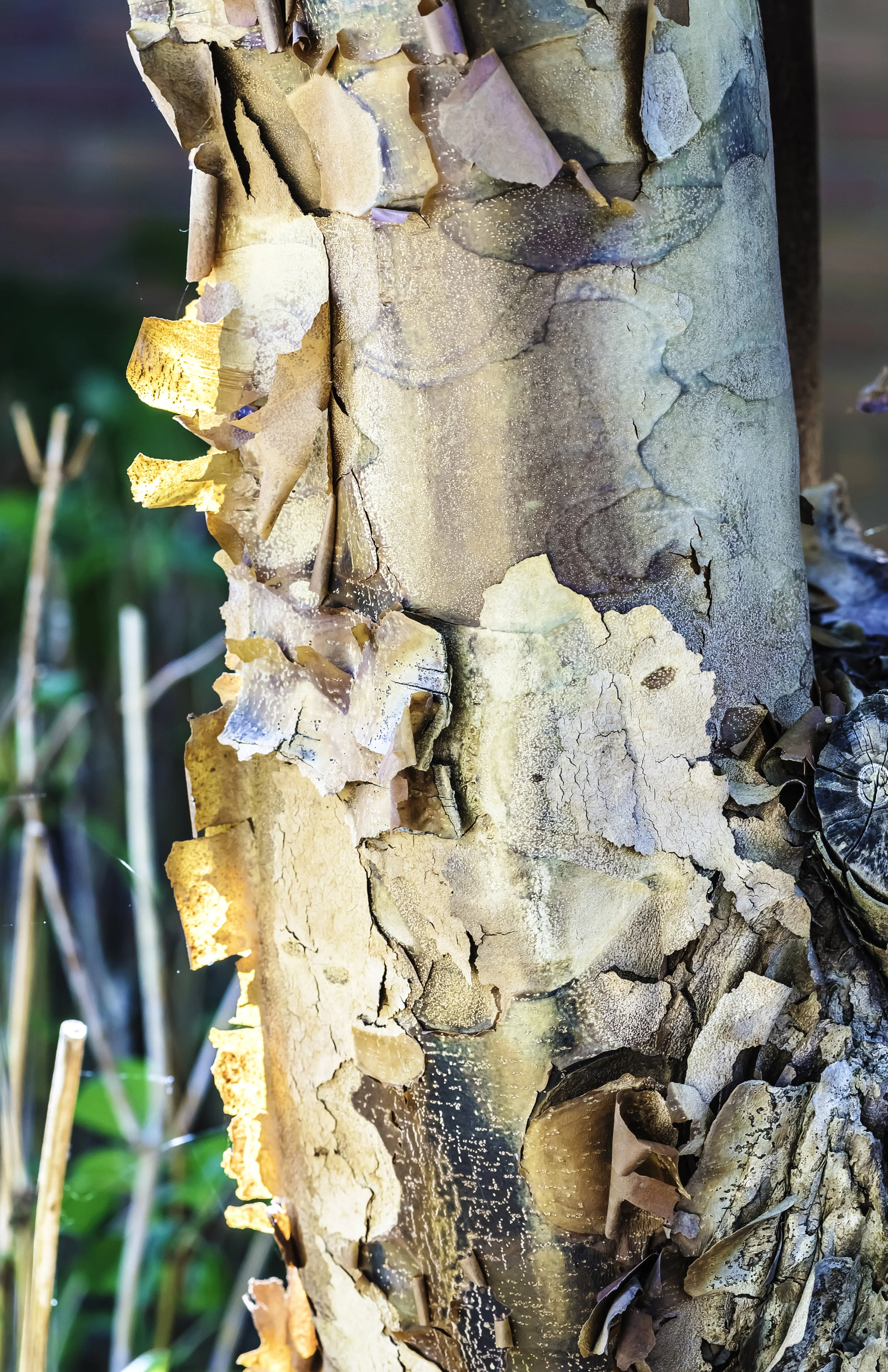 Paperbark Myrtle Tree Bark, Matthaei Gardens, Ann Arbor, MI