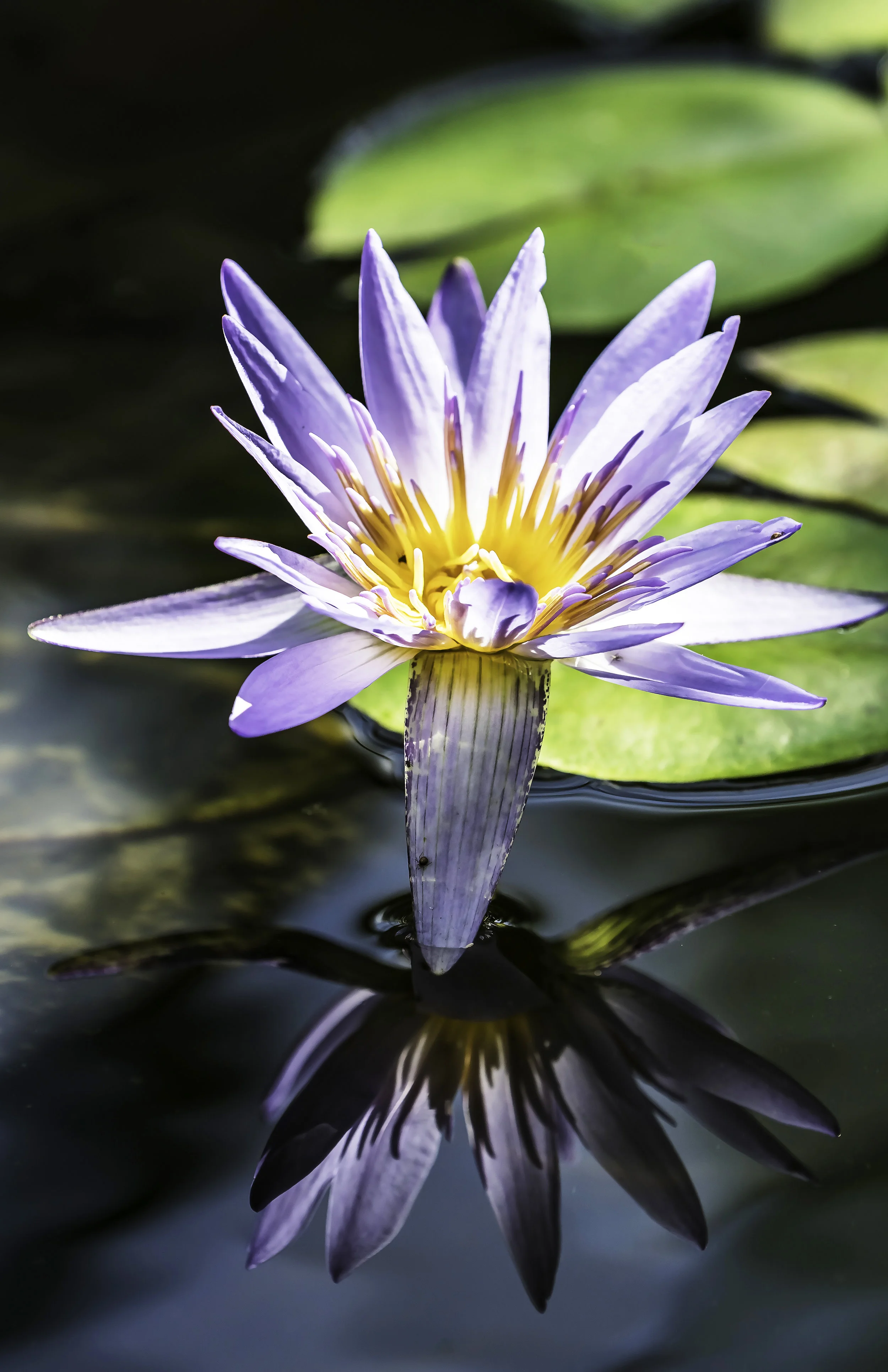 Water Lilly, Small Bug and Reflection