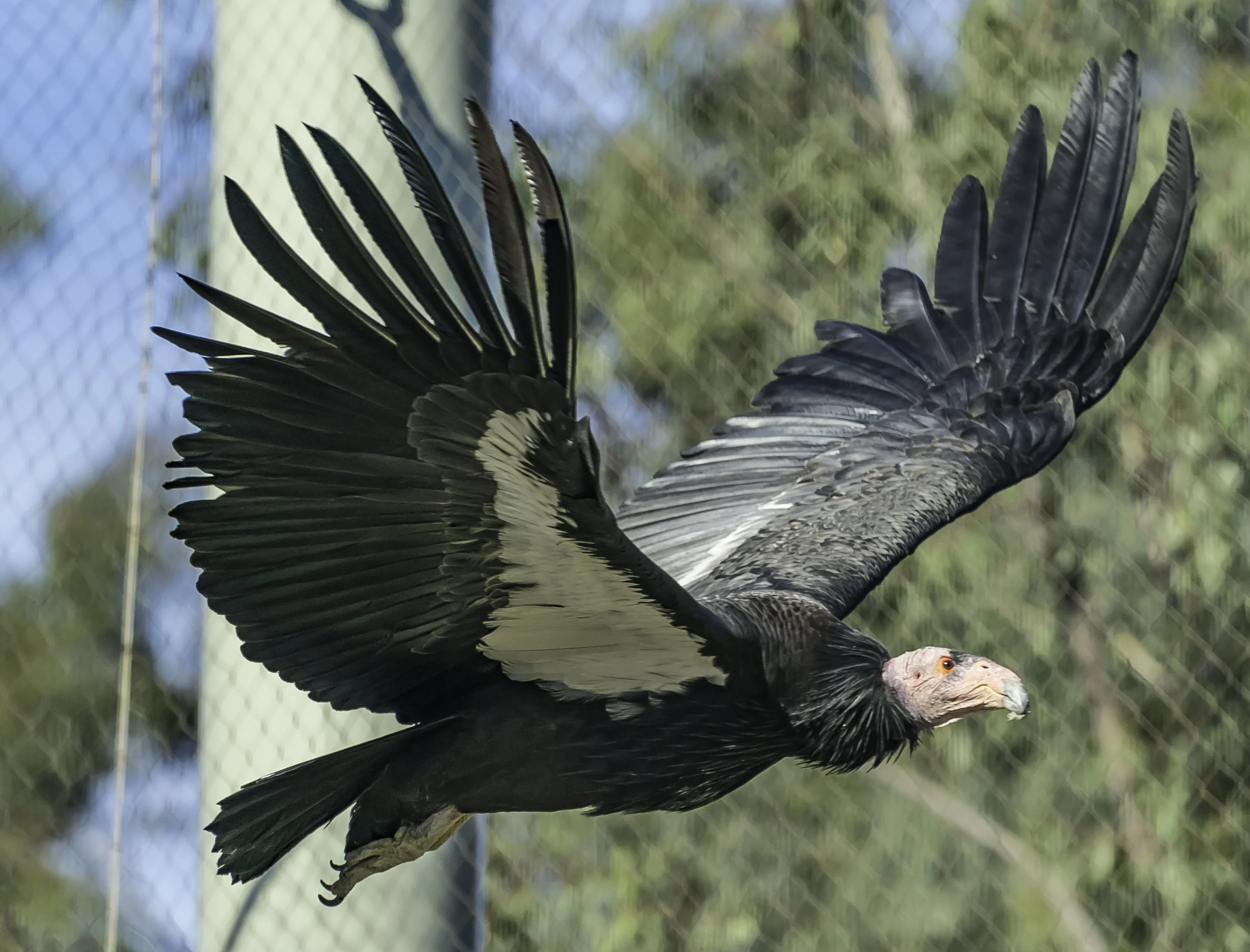 Condor