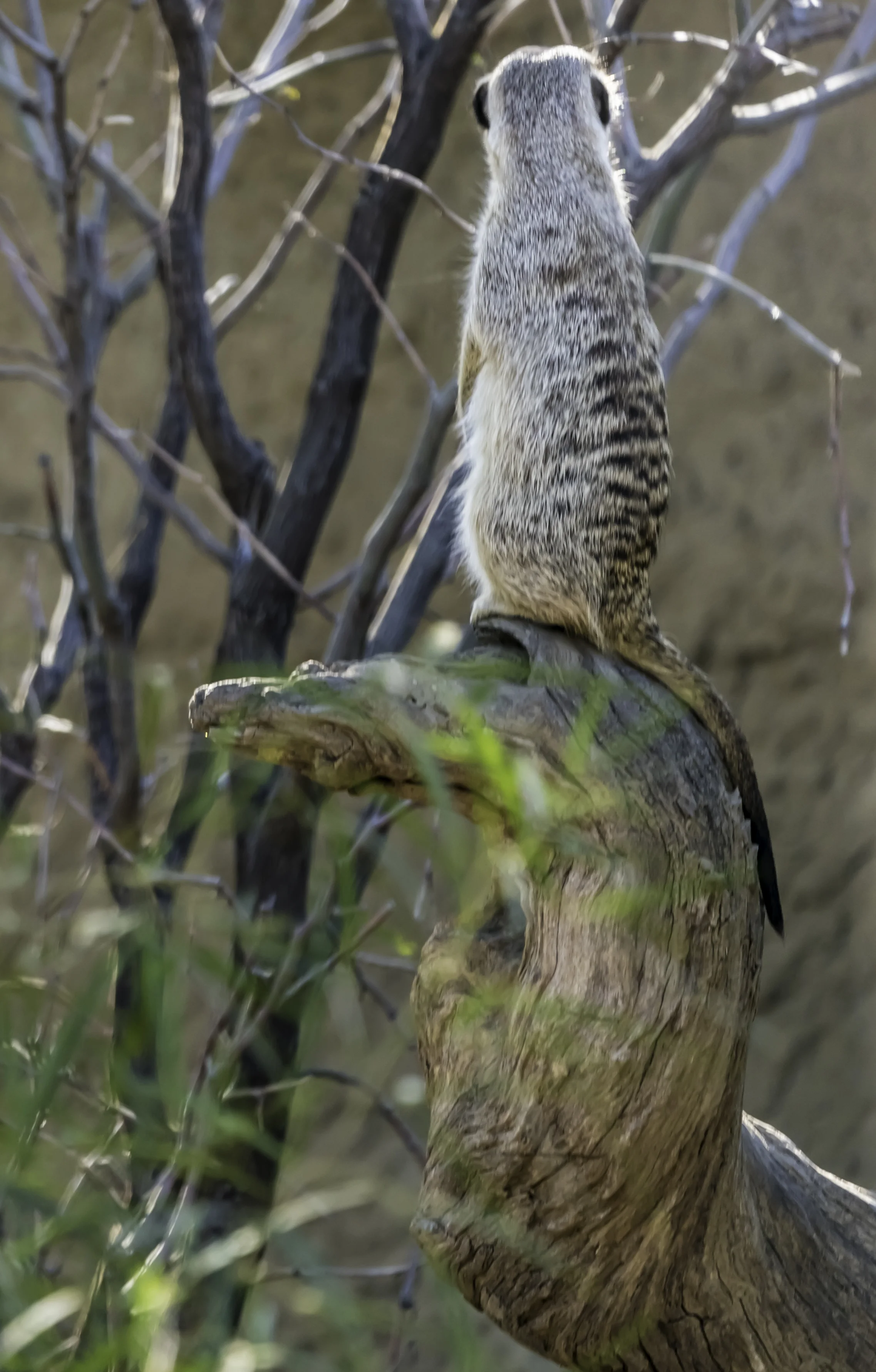Meercat, Observing