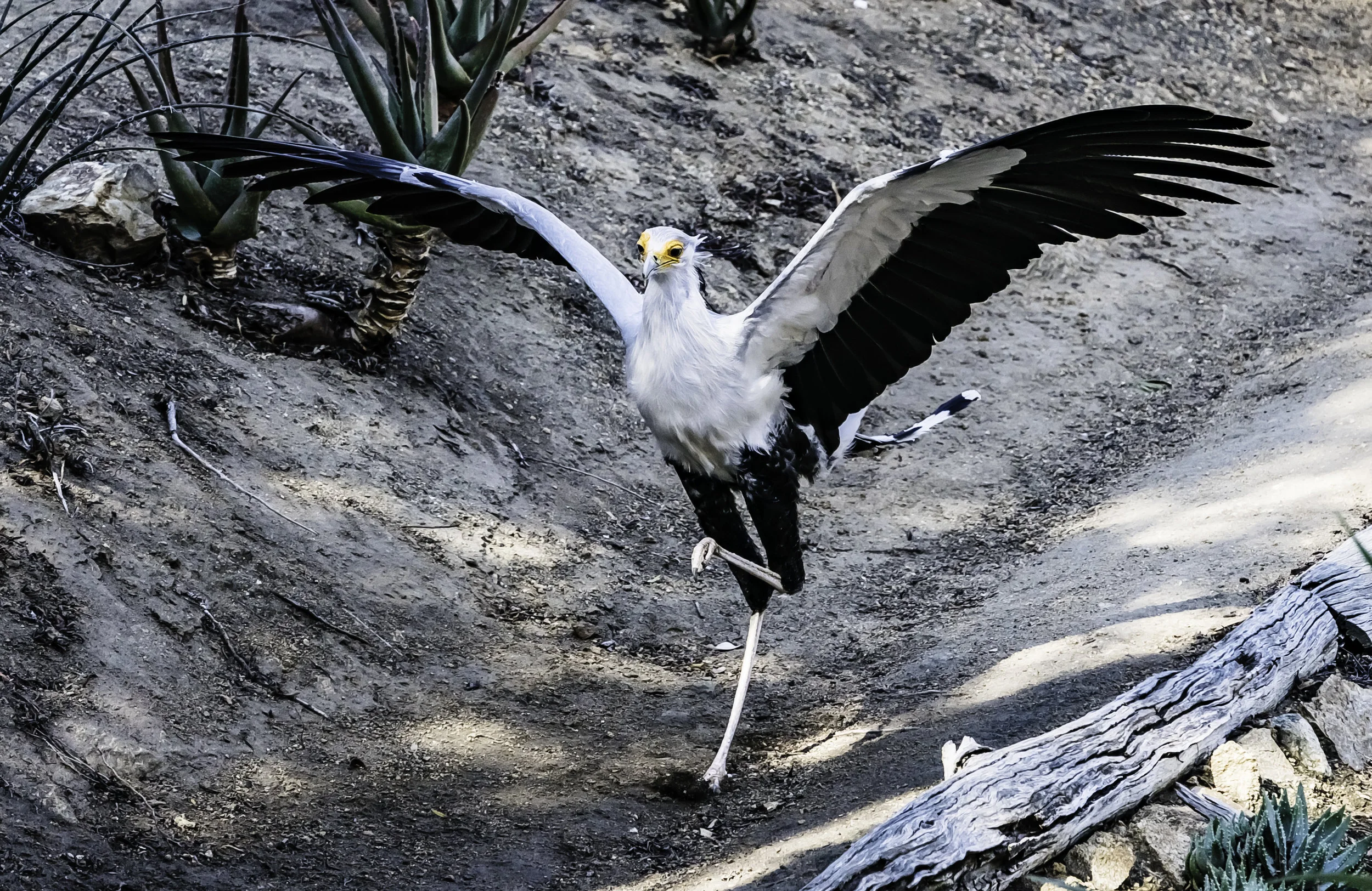 Secretary Bird in motion