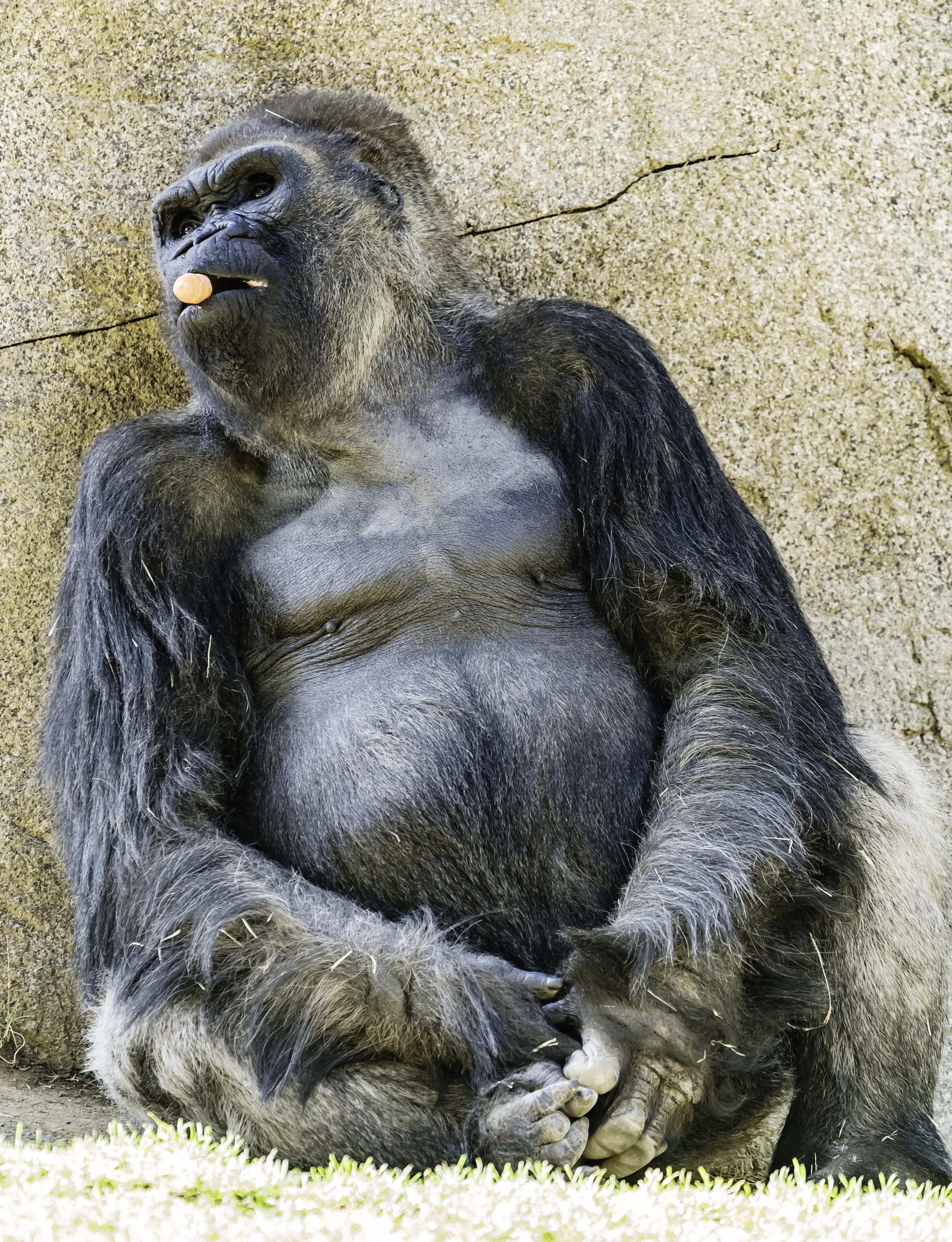 Silverback munching on a carrot