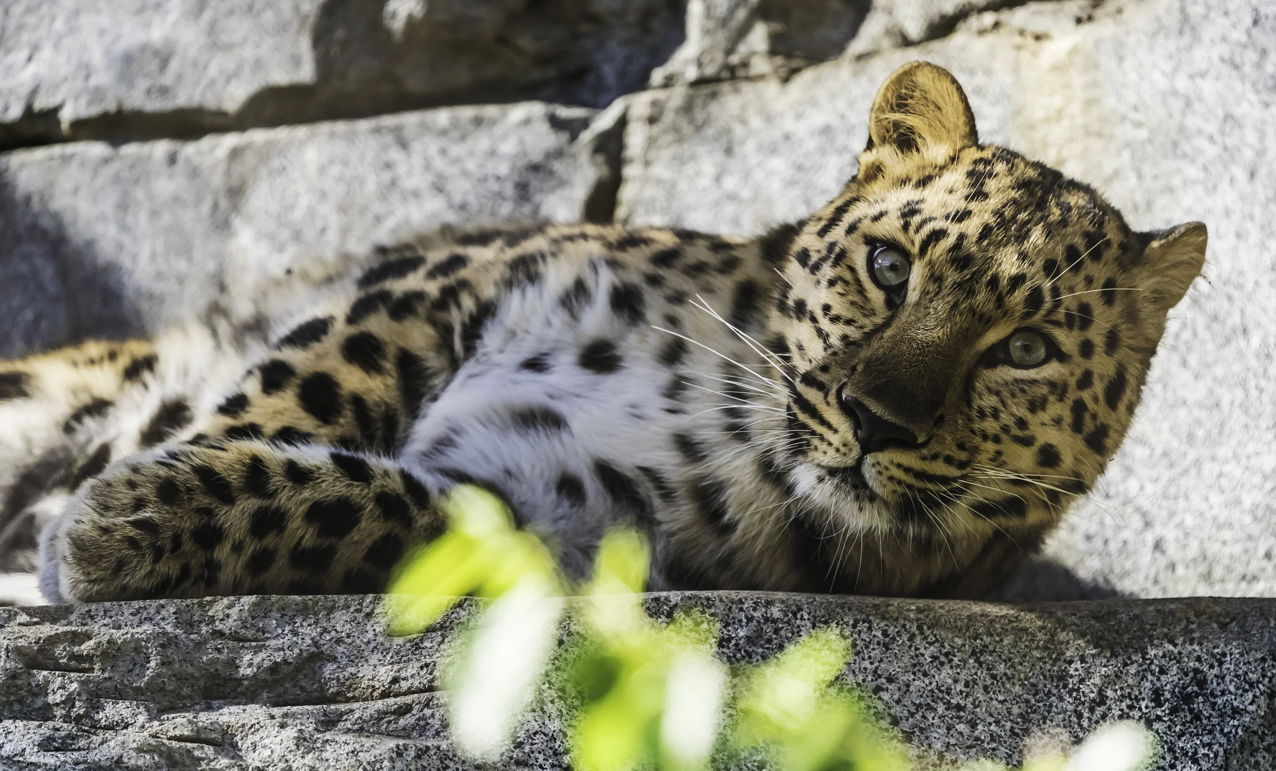 Leopard Watching Me.jpg