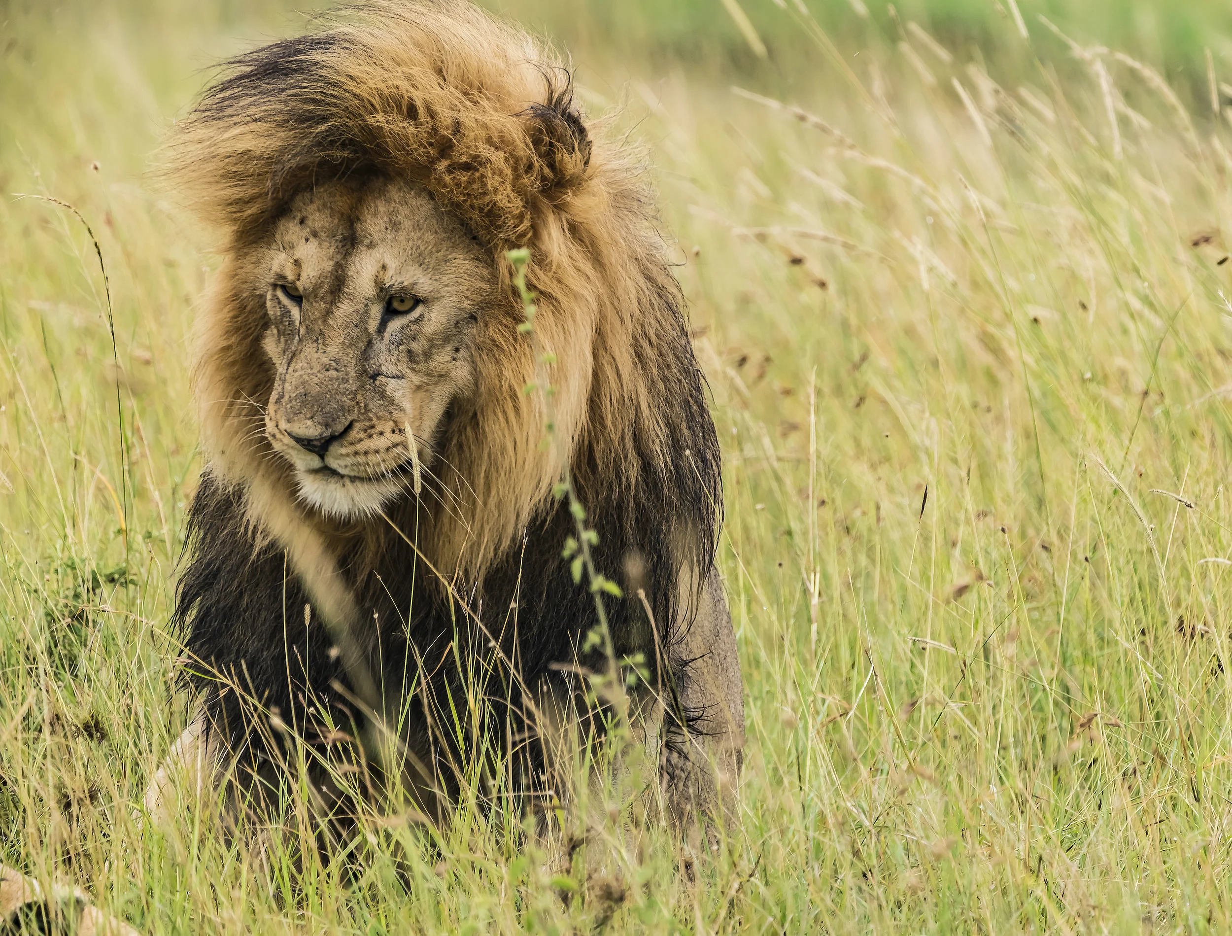 Contemplative Lion