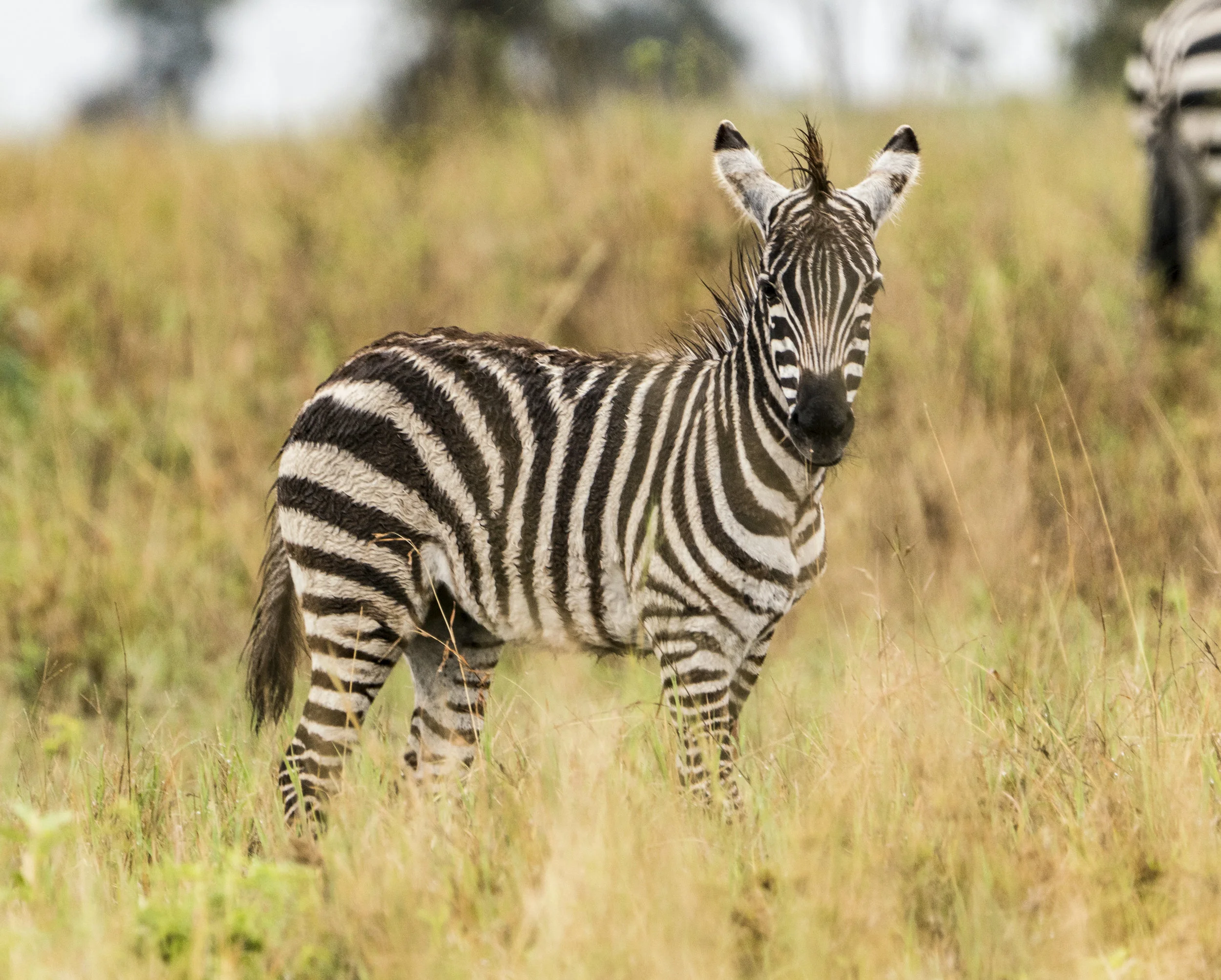 Baby Zebra