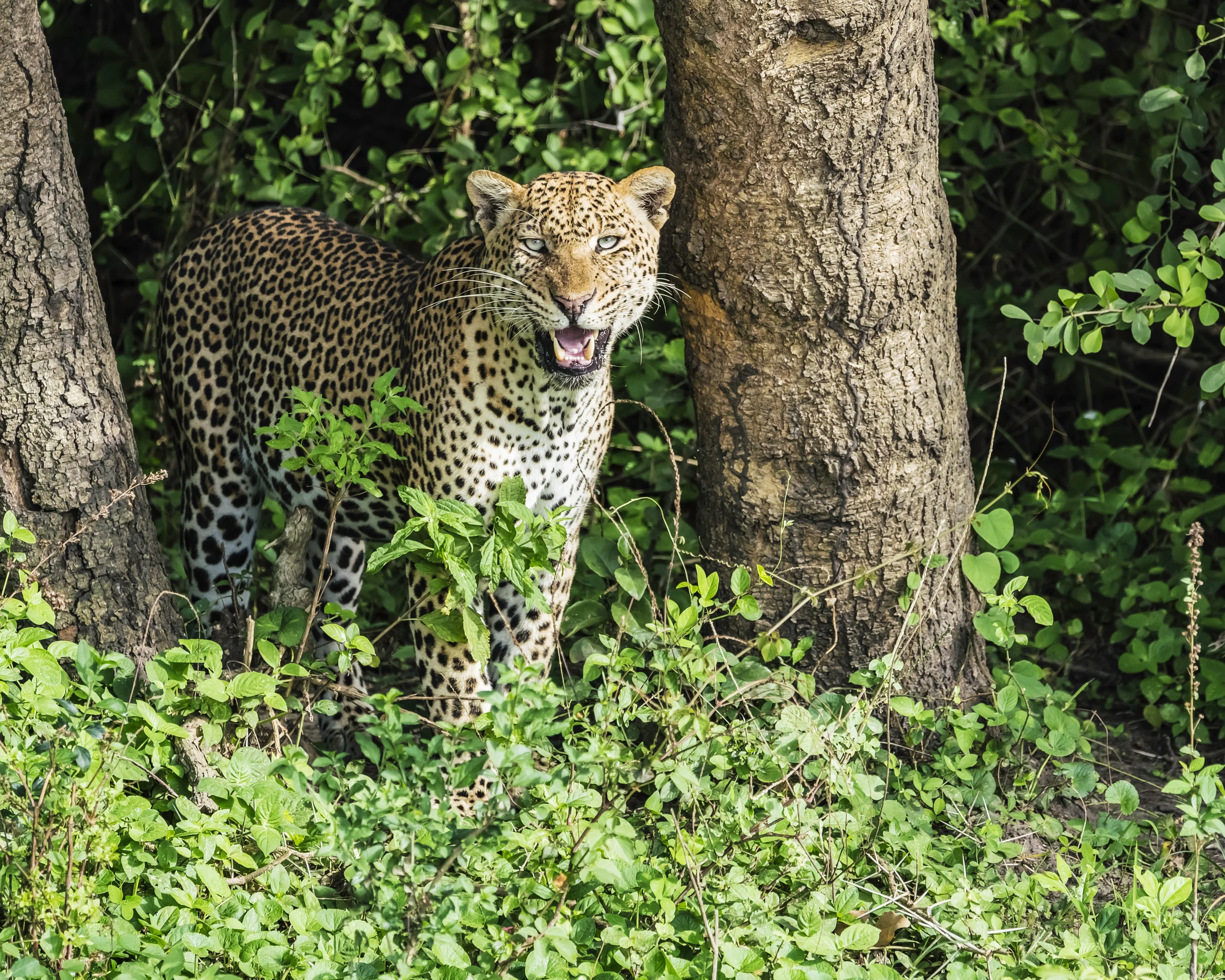 Leopard at the edge of the Nile River