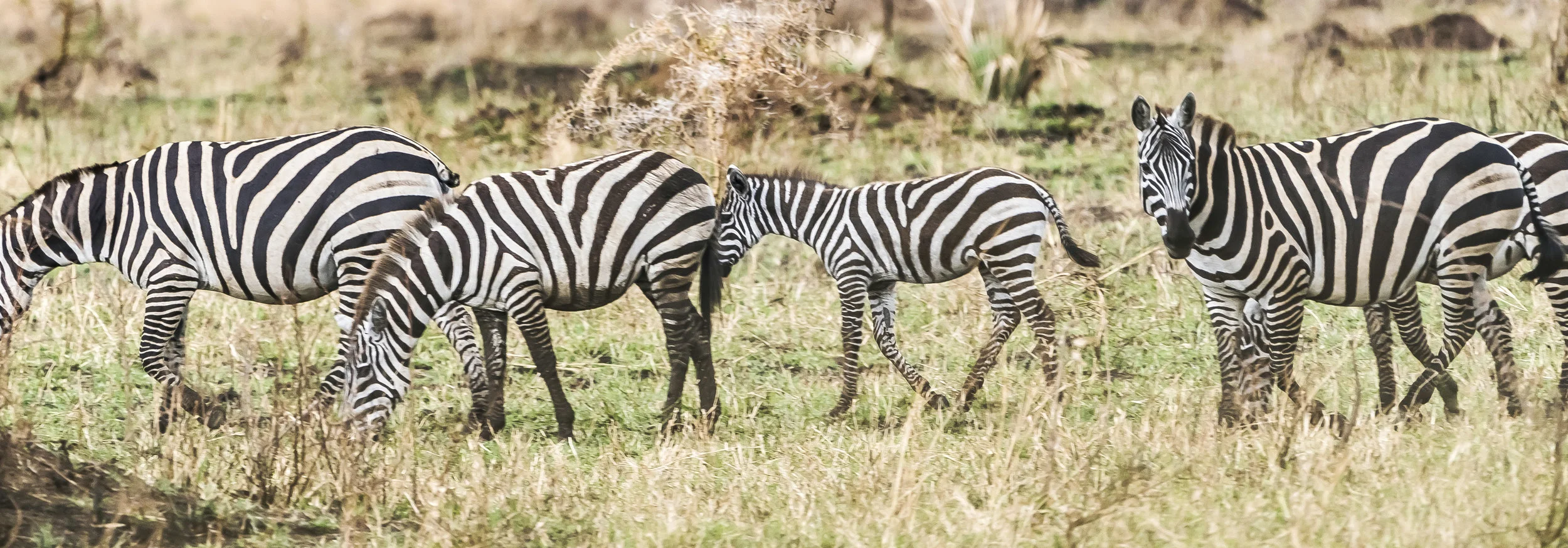 Zebras in our back yard, Kidepo Uganda