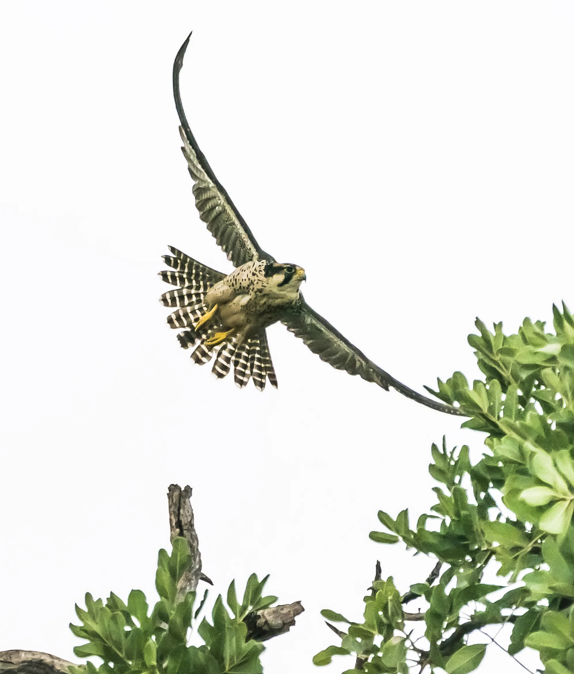 Lenner Falcon