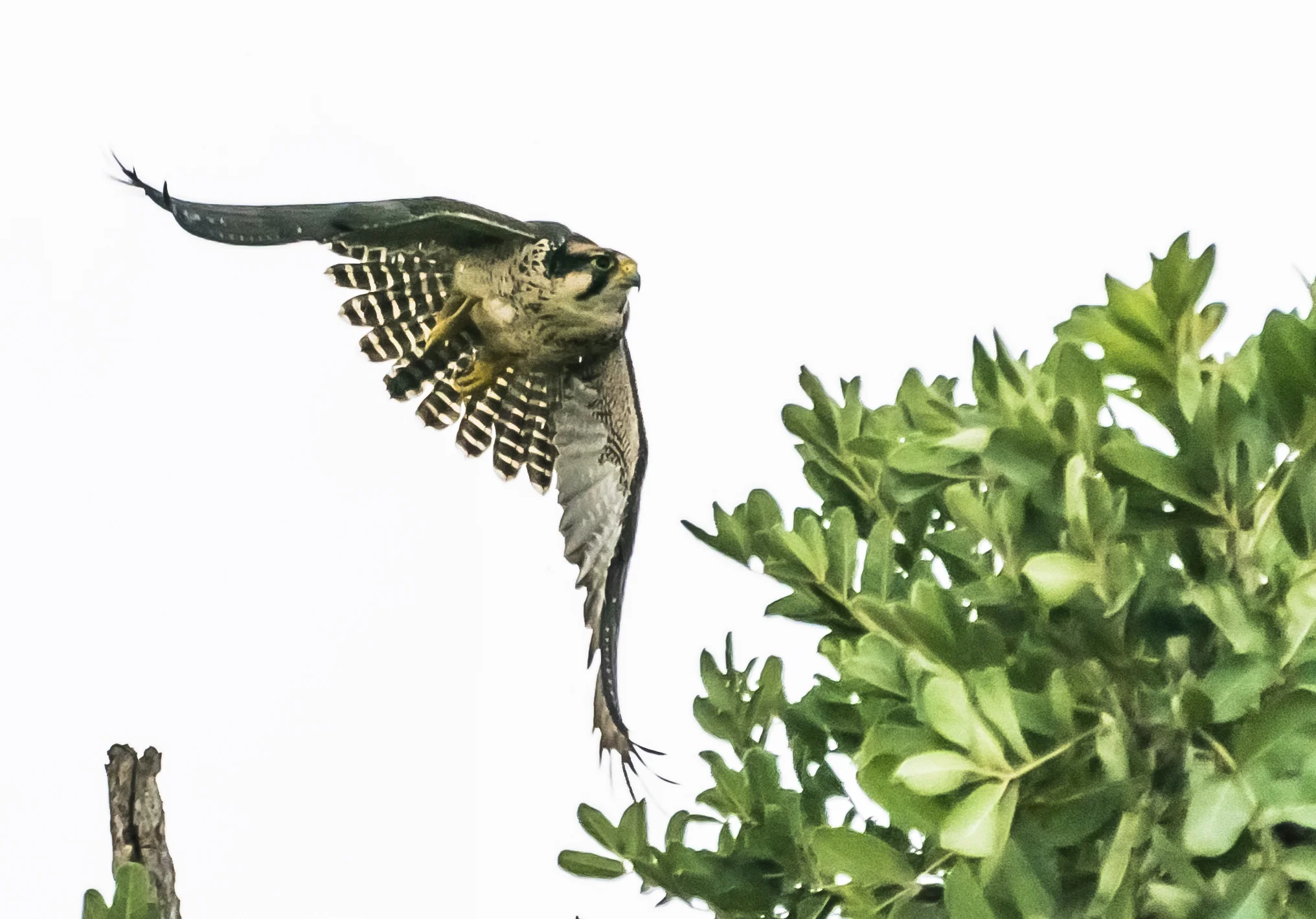 Lenner Falcon