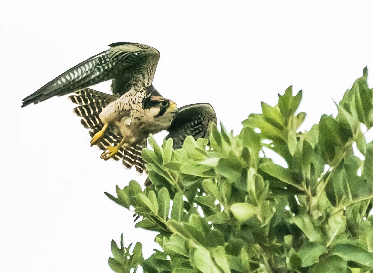 Lenner Falcon