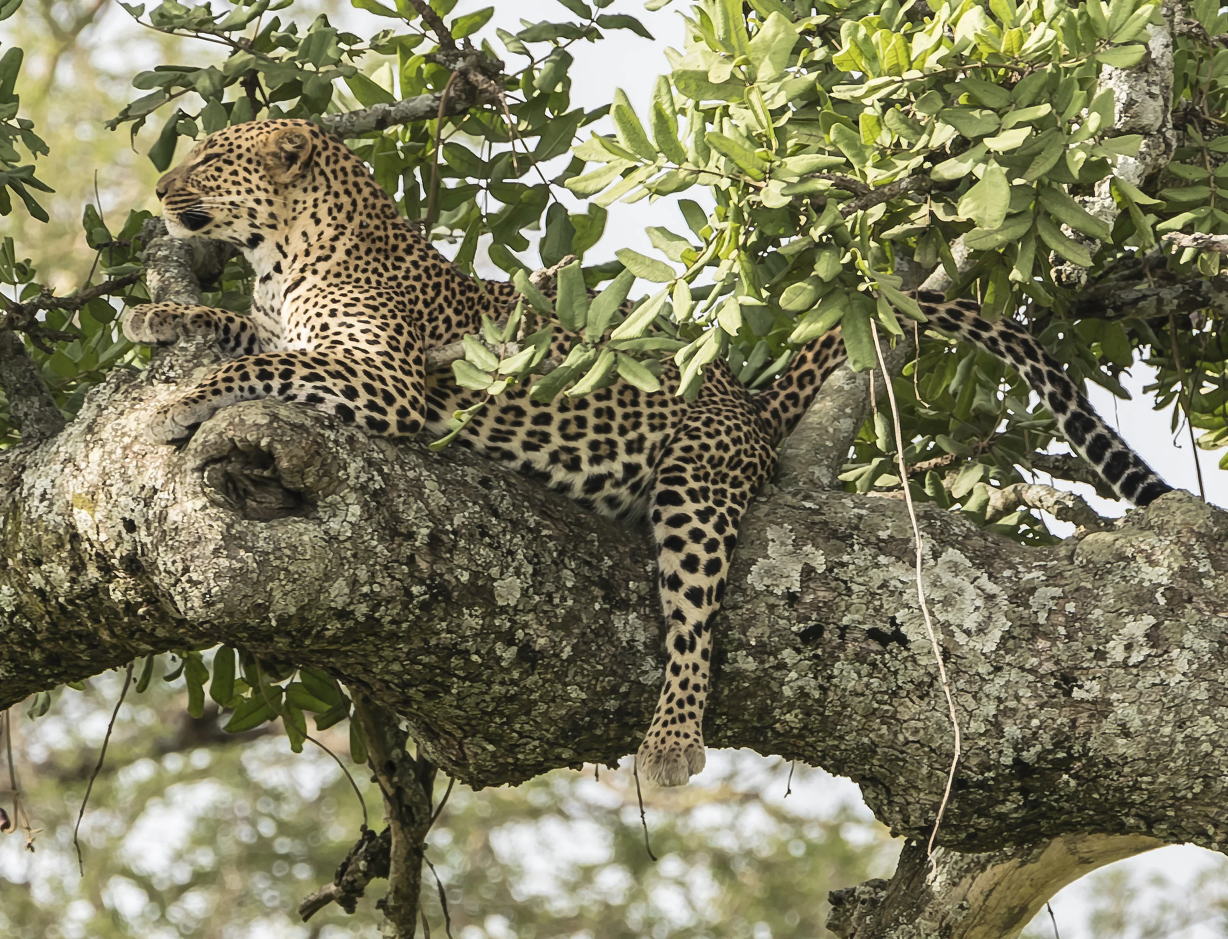 Leopard Before Getting Up