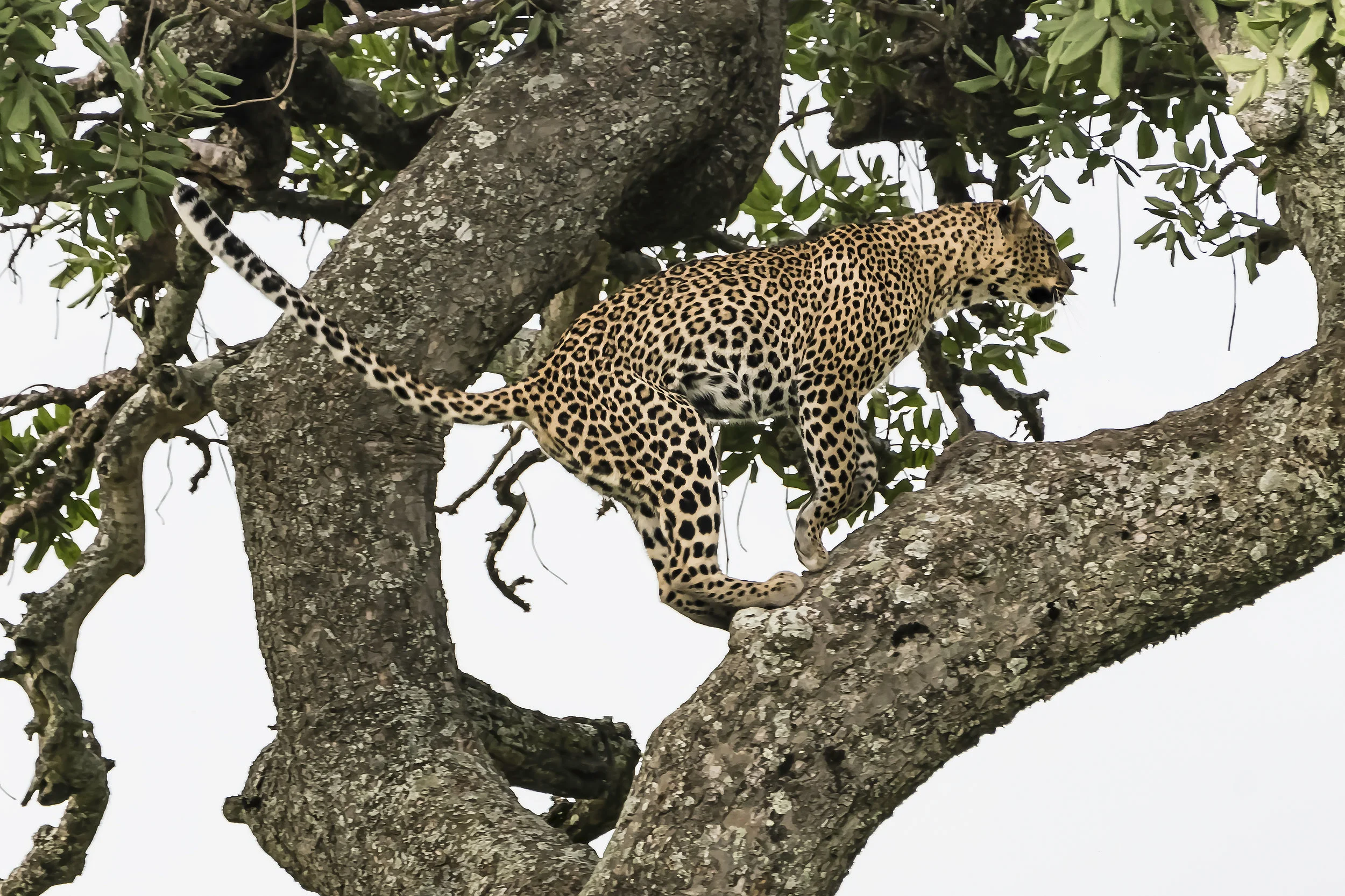 Leopard Landing on Branch