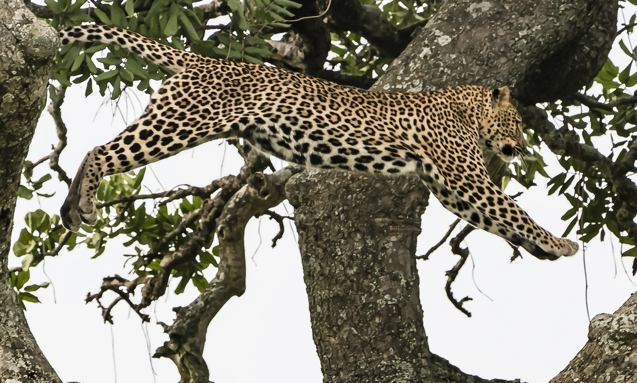 Leopard Jumping Between Branches