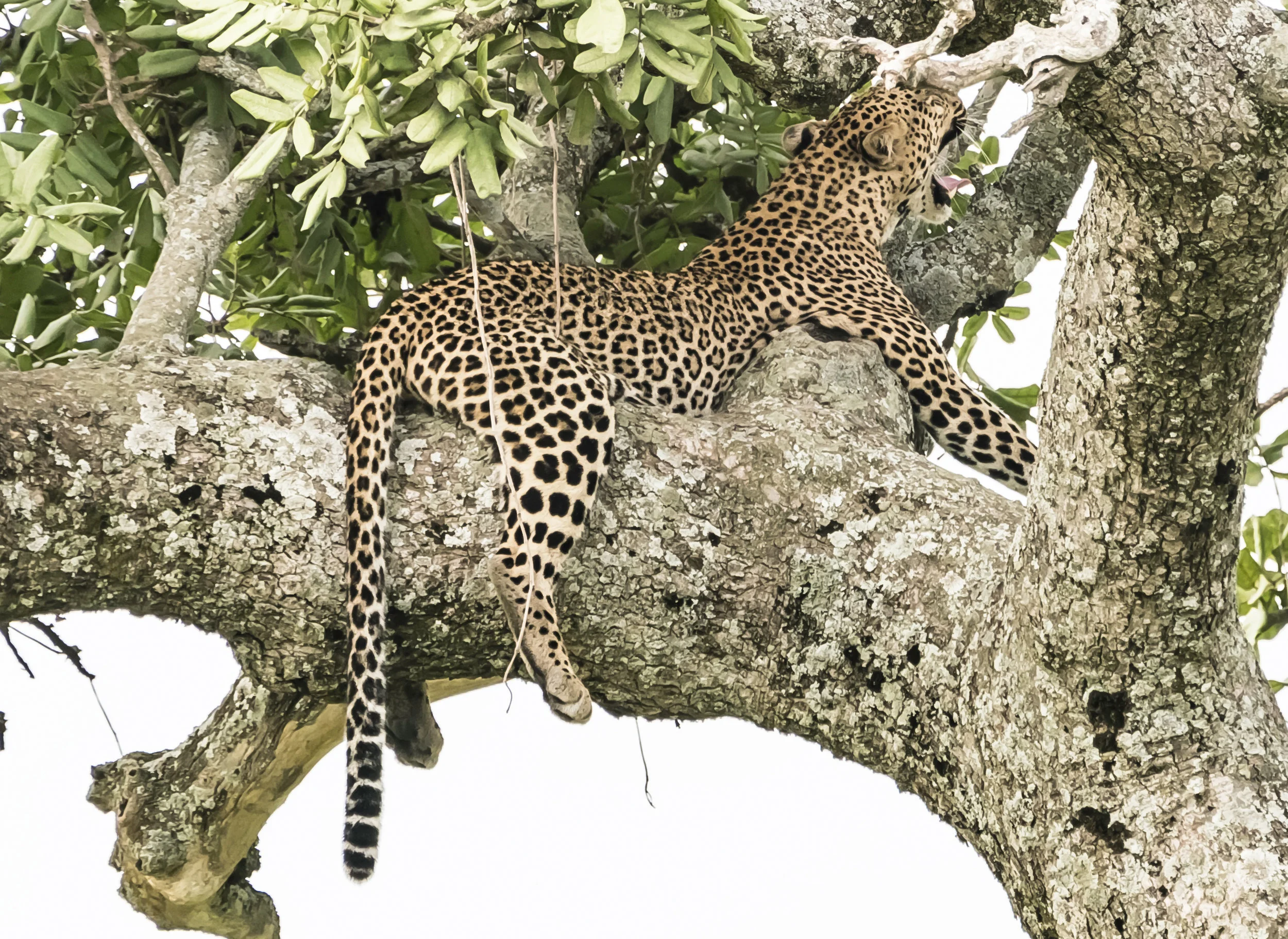 Leopard Yawning