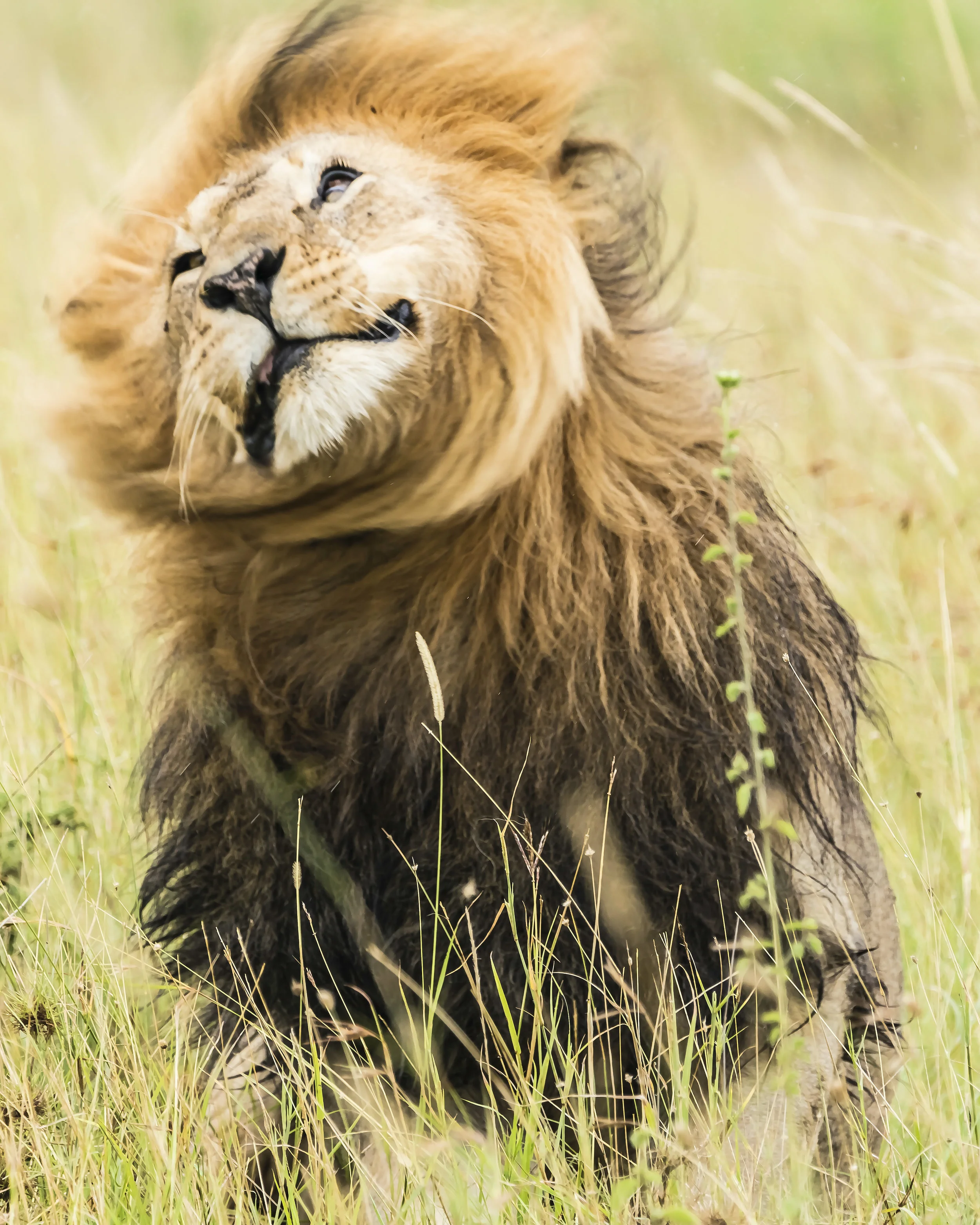 Lion Shaking his Head