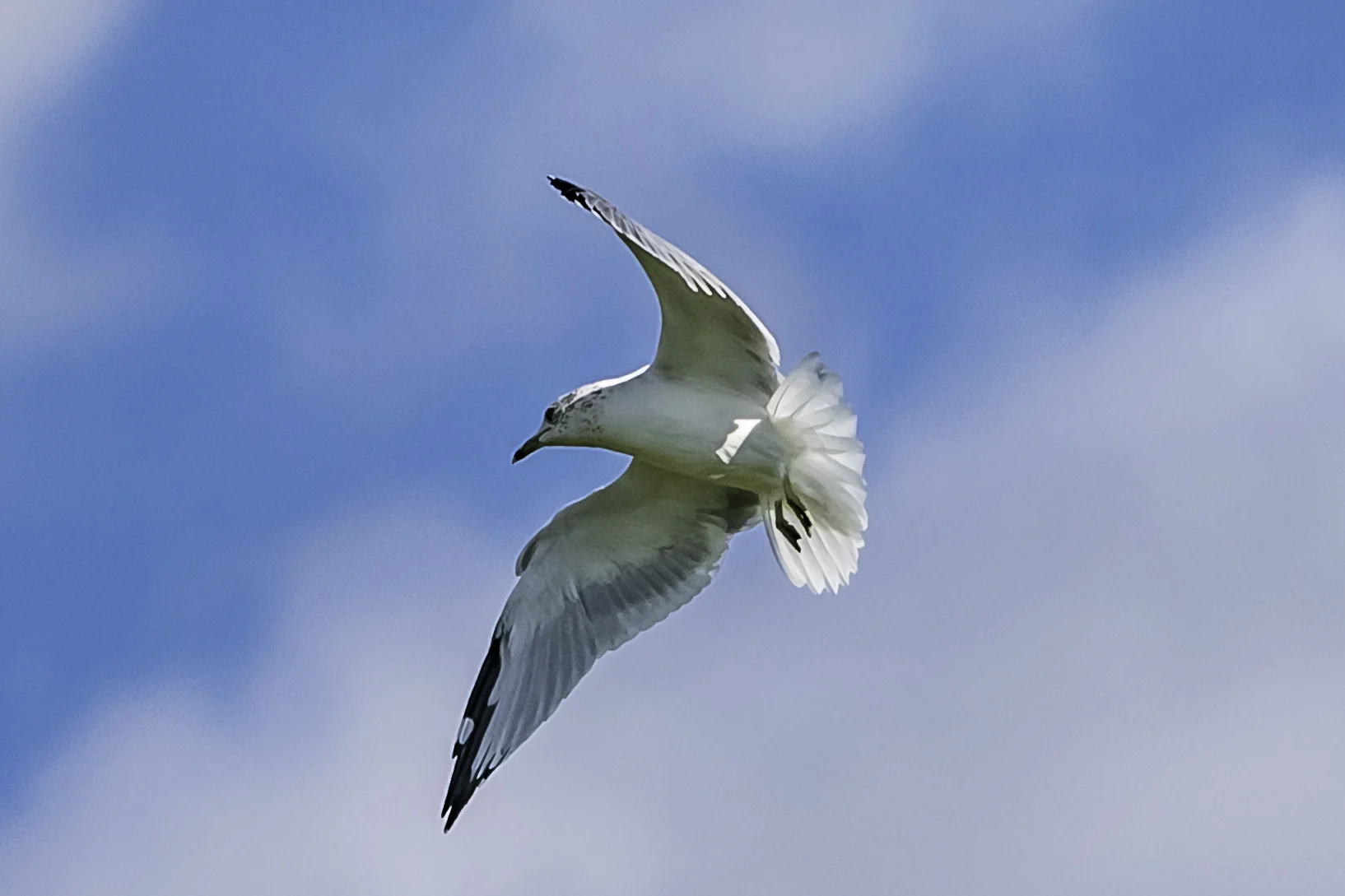 A Michigan Seagull