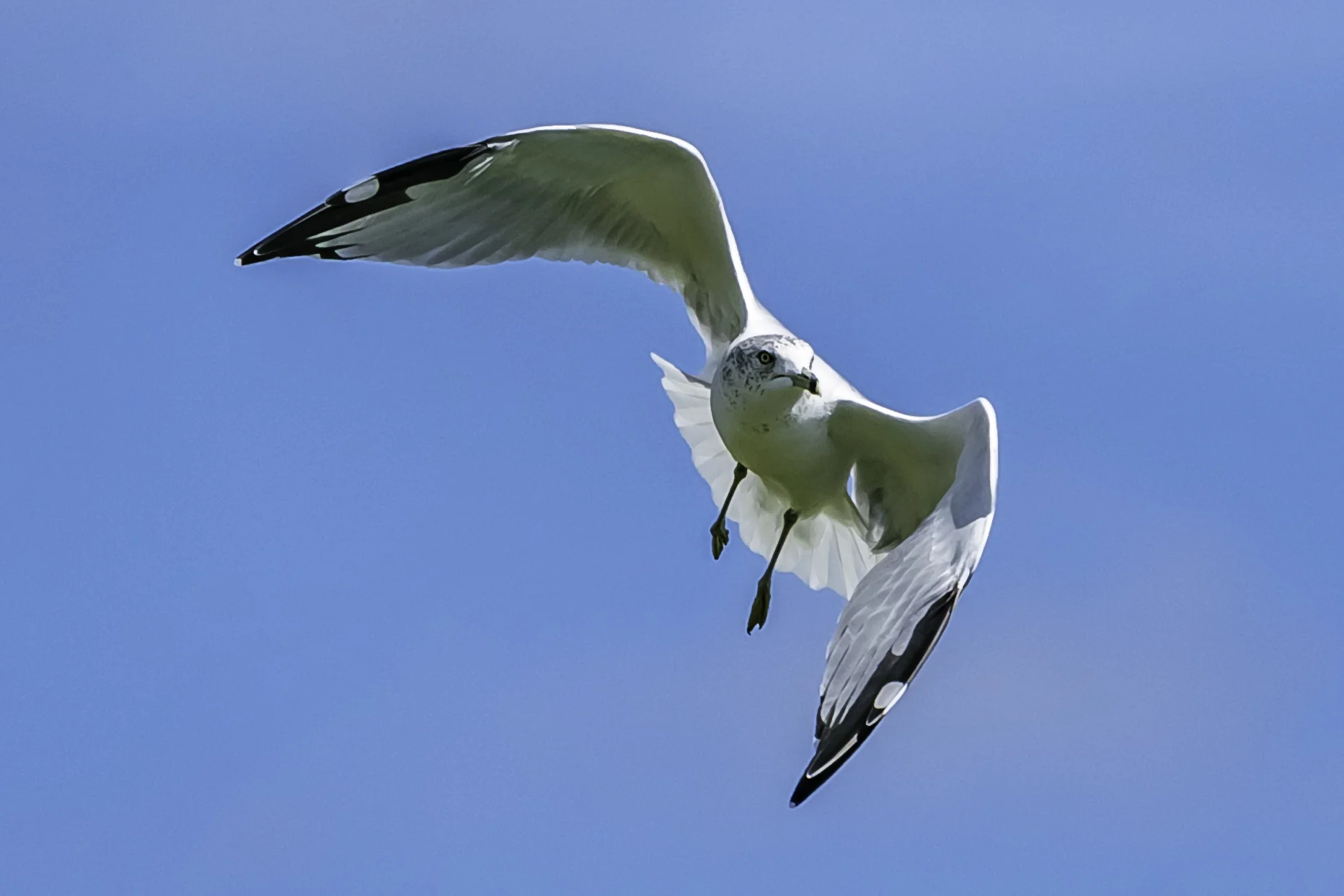 A Michigan Seagull, in Northville
