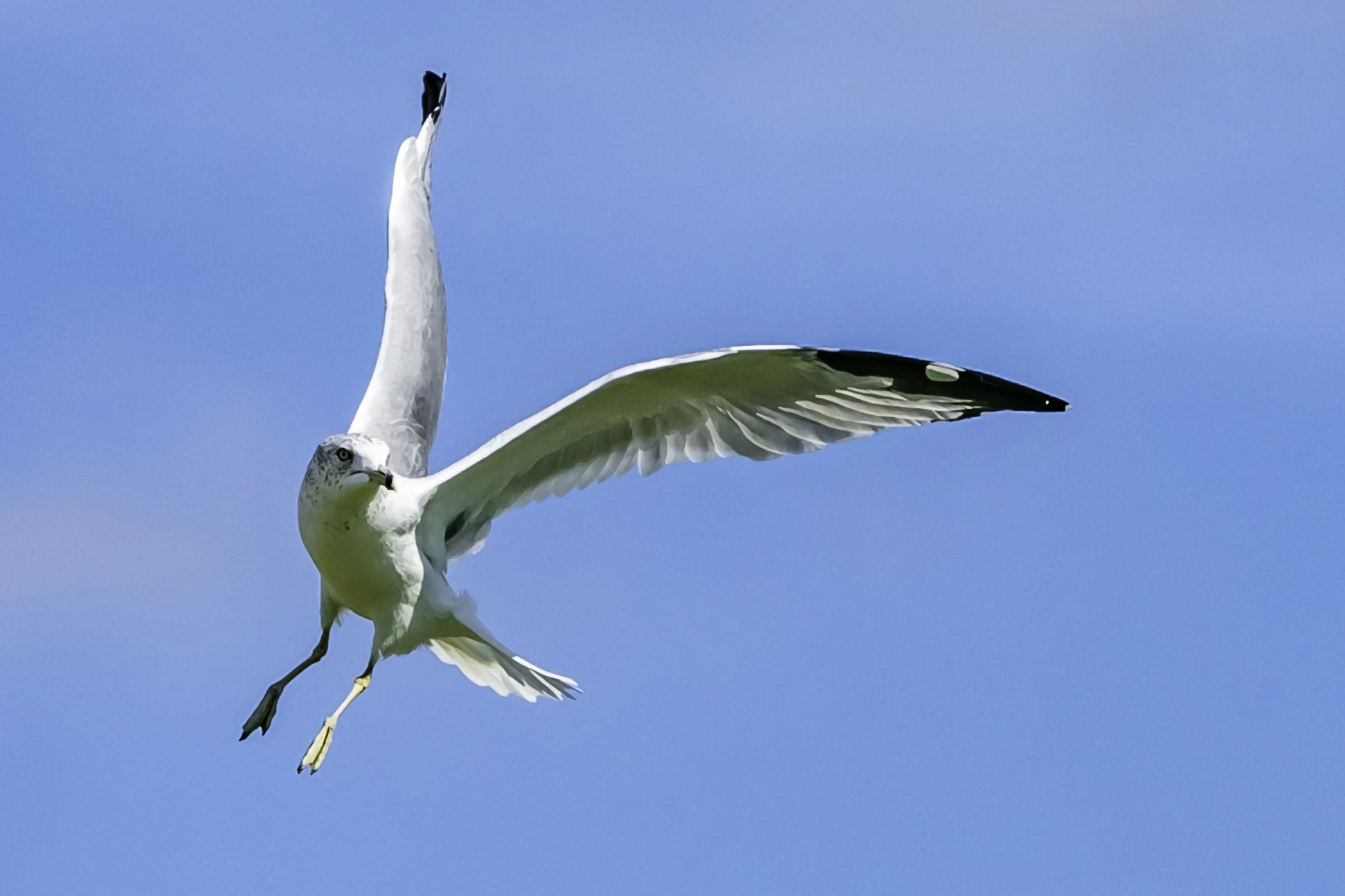 A Michigan Seagull